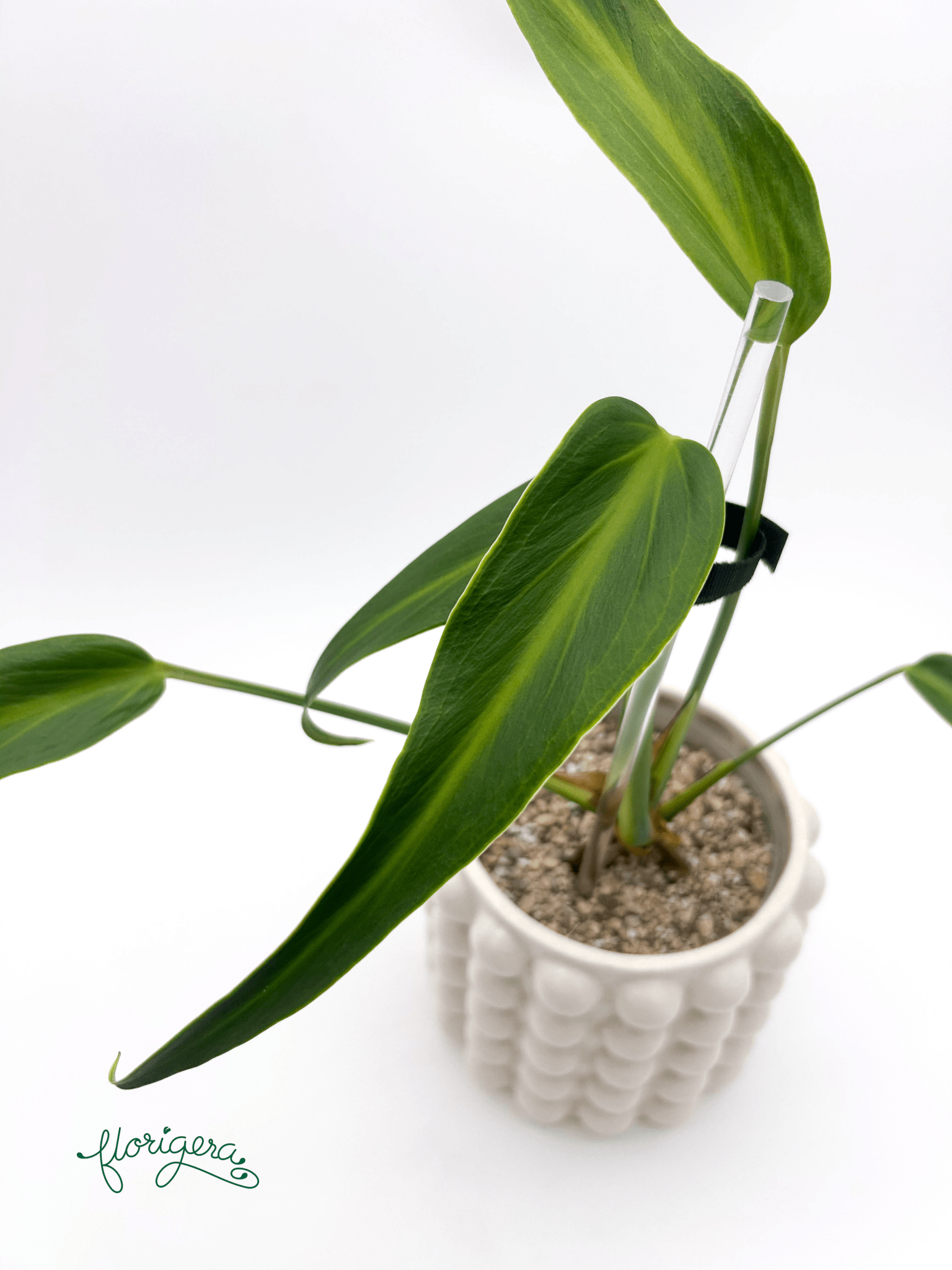 Monstera ‘Burle Marx Flame’ - Florigera