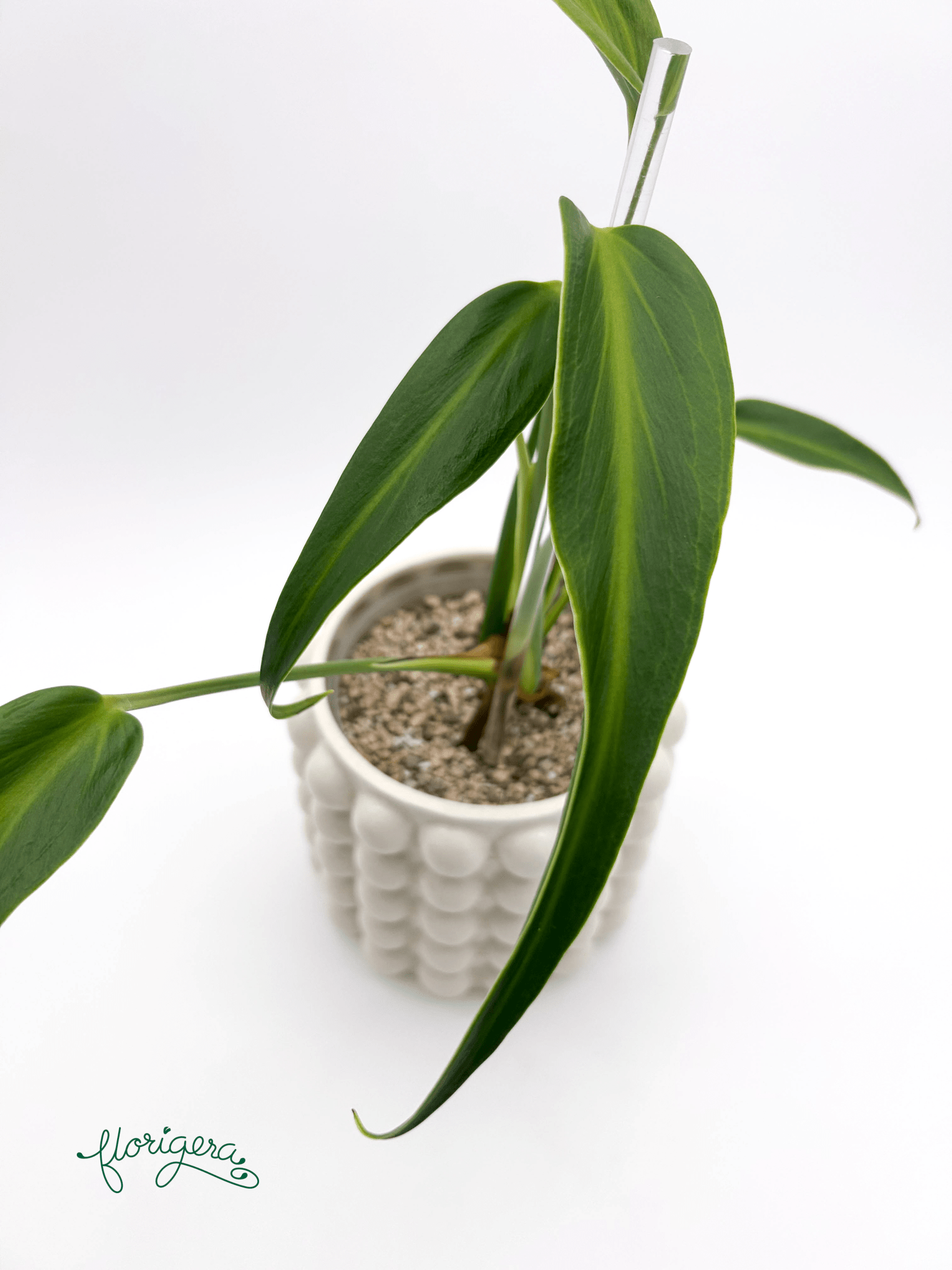 Monstera ‘Burle Marx Flame’ - Florigera