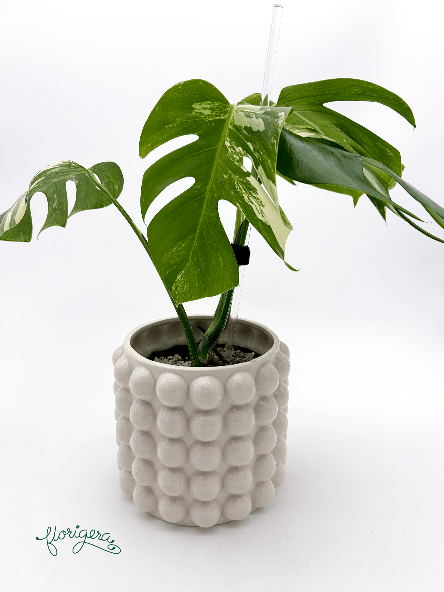 Monstera deliciosa ‘Albo - Variegata’ - Florigera