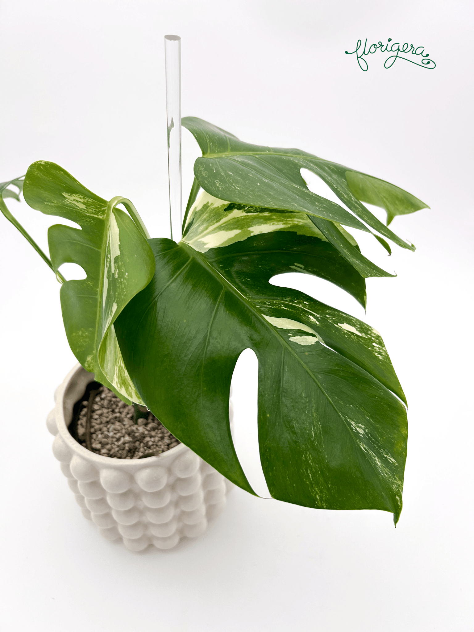 Monstera deliciosa ‘Albo - Variegata’ - Florigera