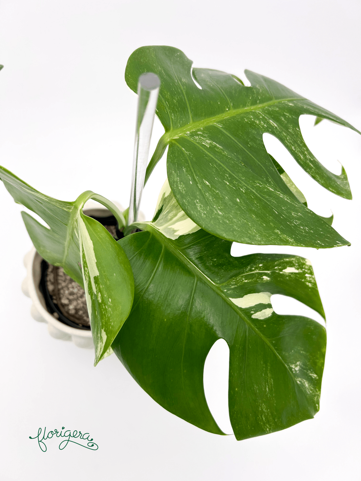 Monstera deliciosa ‘Albo - Variegata’ - Florigera