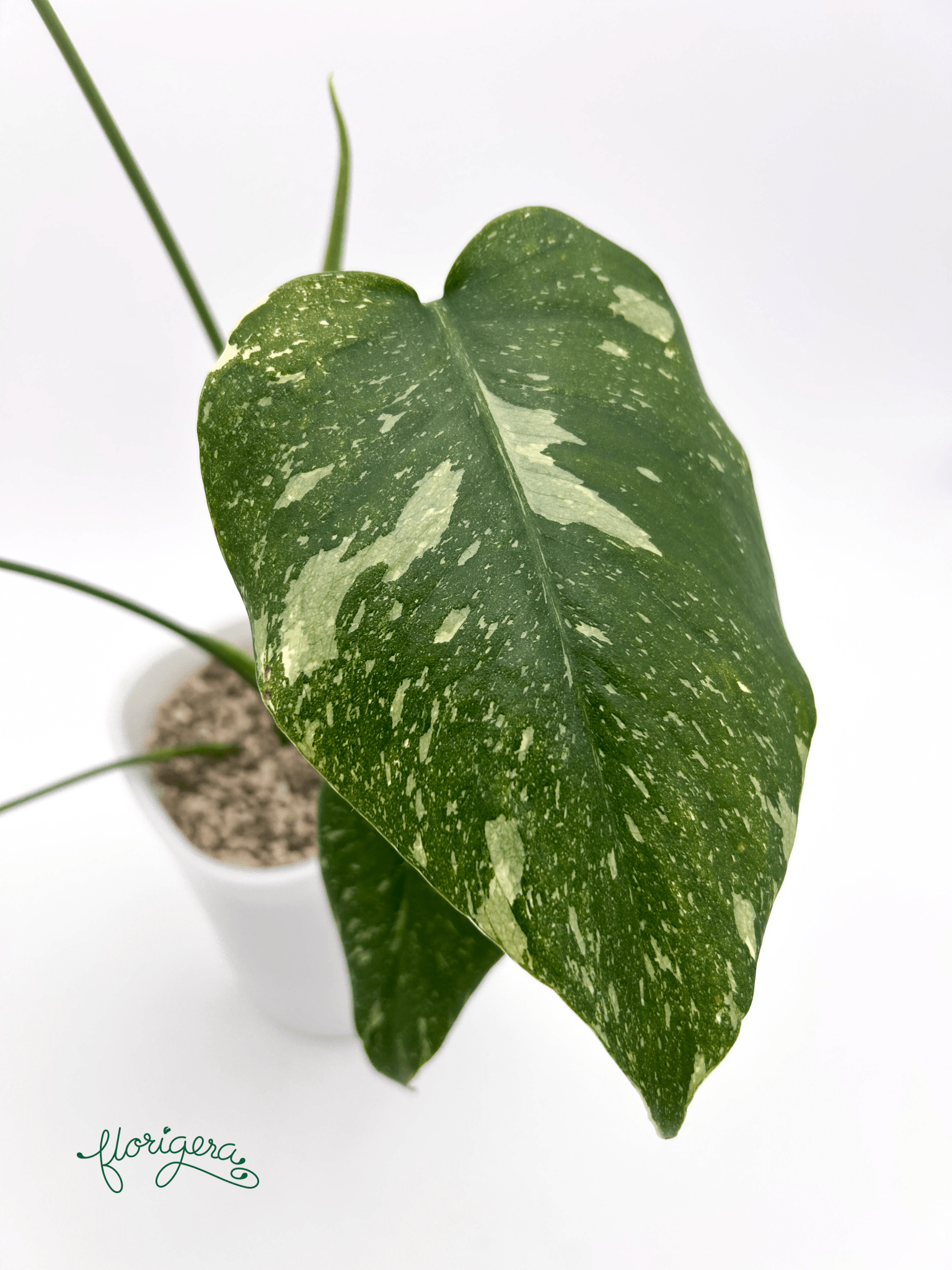 Monstera deliciosa ‘Thai Constellation’ - baby rastlinka - Florigera