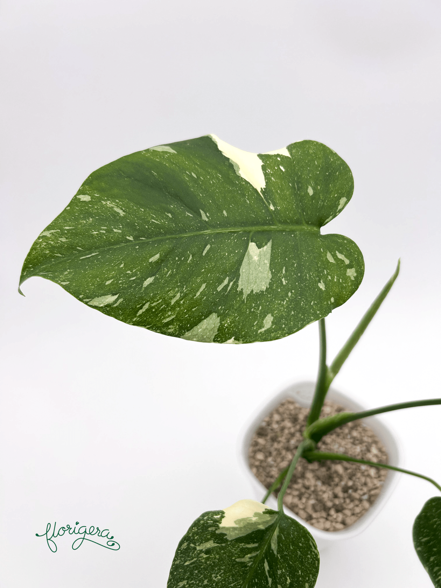 Monstera deliciosa ‘Thai Constellation’ - baby rastlinka - Florigera
