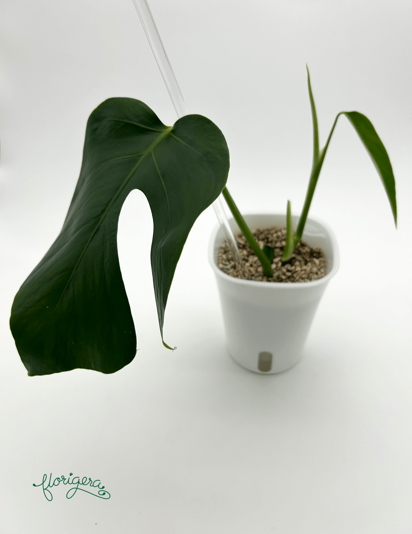 Monstera deliciosa var. Sierana ‘Hawaii’ - Florigera