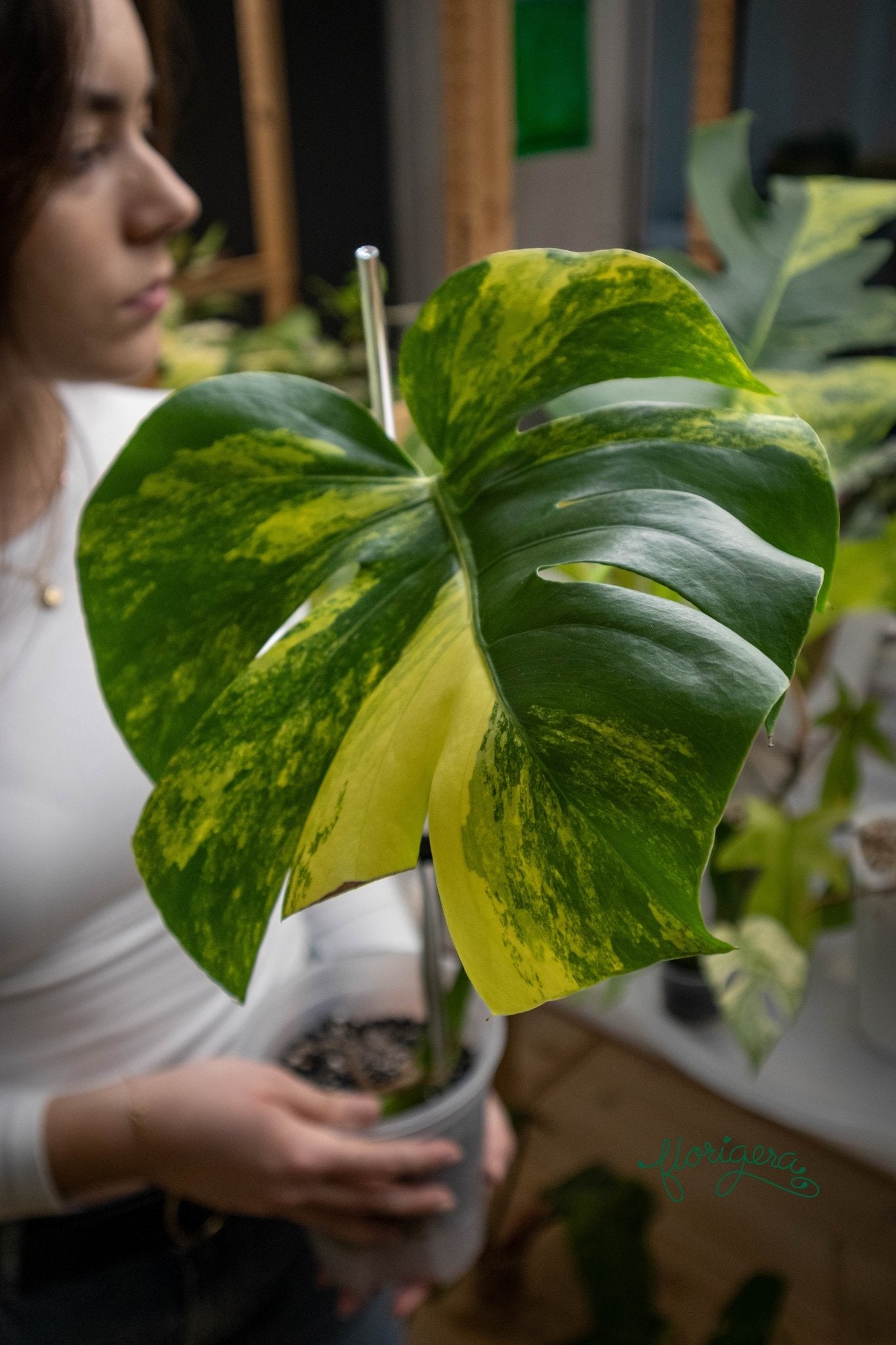 Monstera deliciosa &