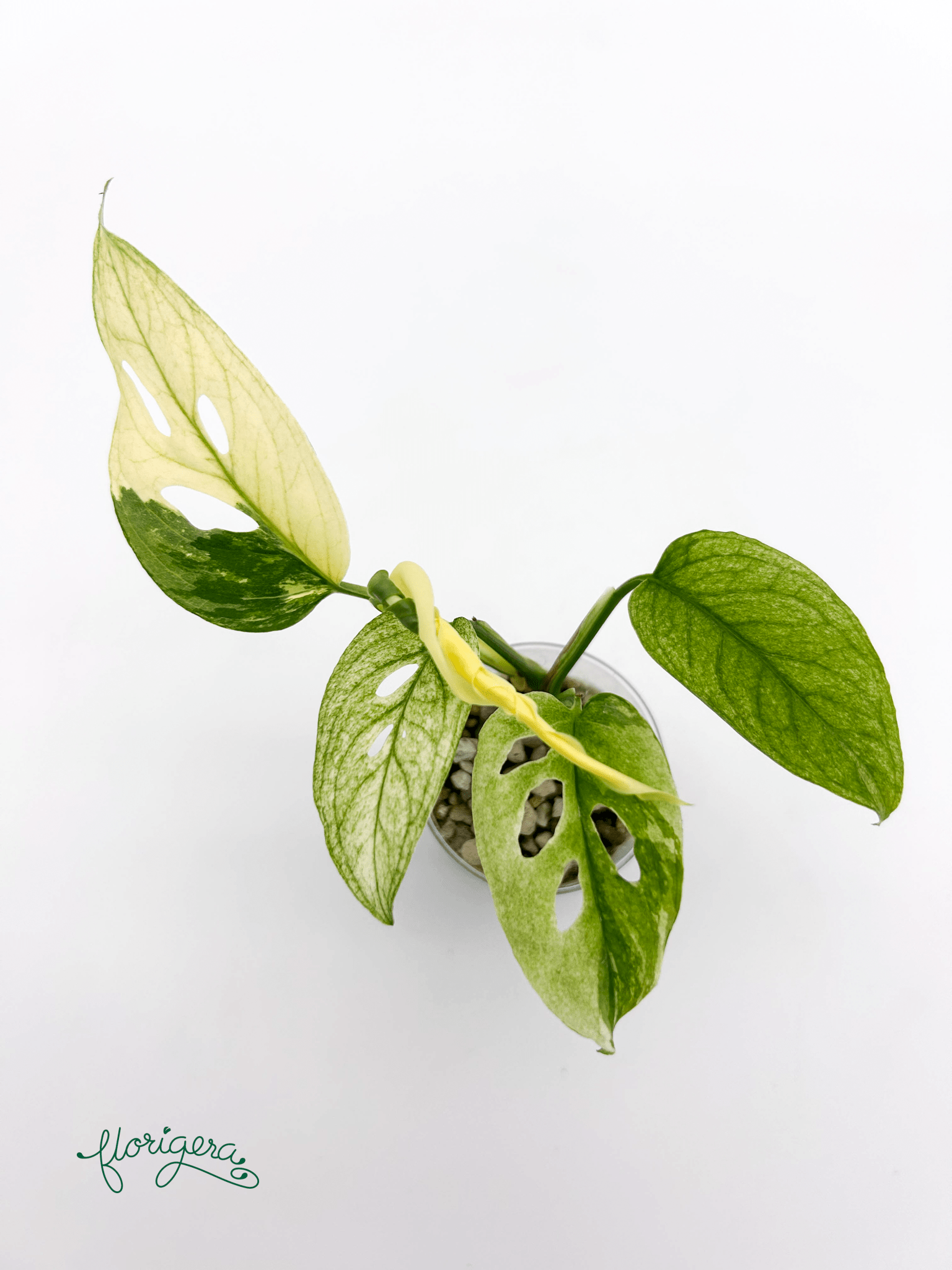 Monstera Laniata variegata 3 - baby rastlinka - Florigera