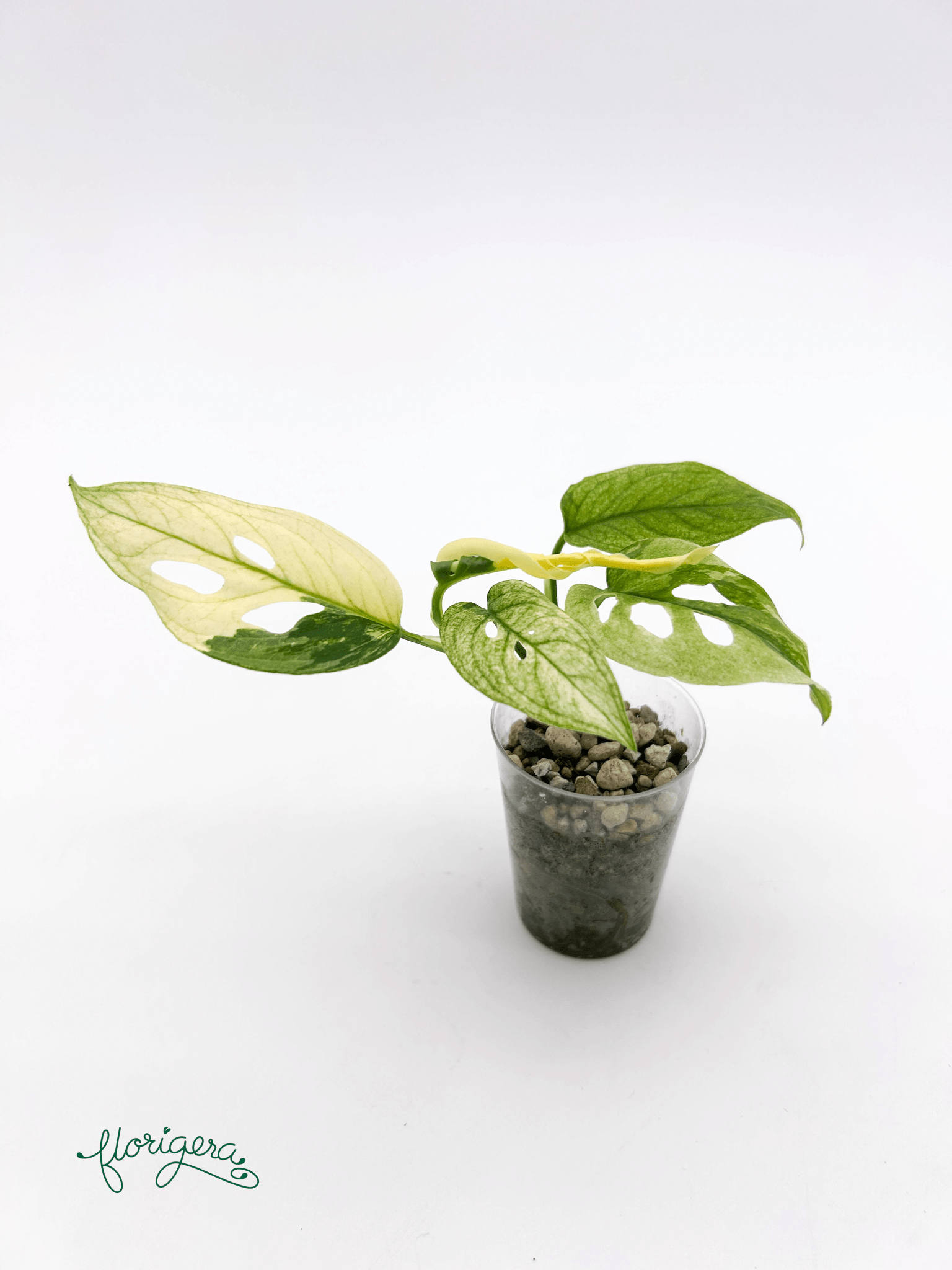 Monstera Laniata variegata 3 - baby rastlinka - Florigera