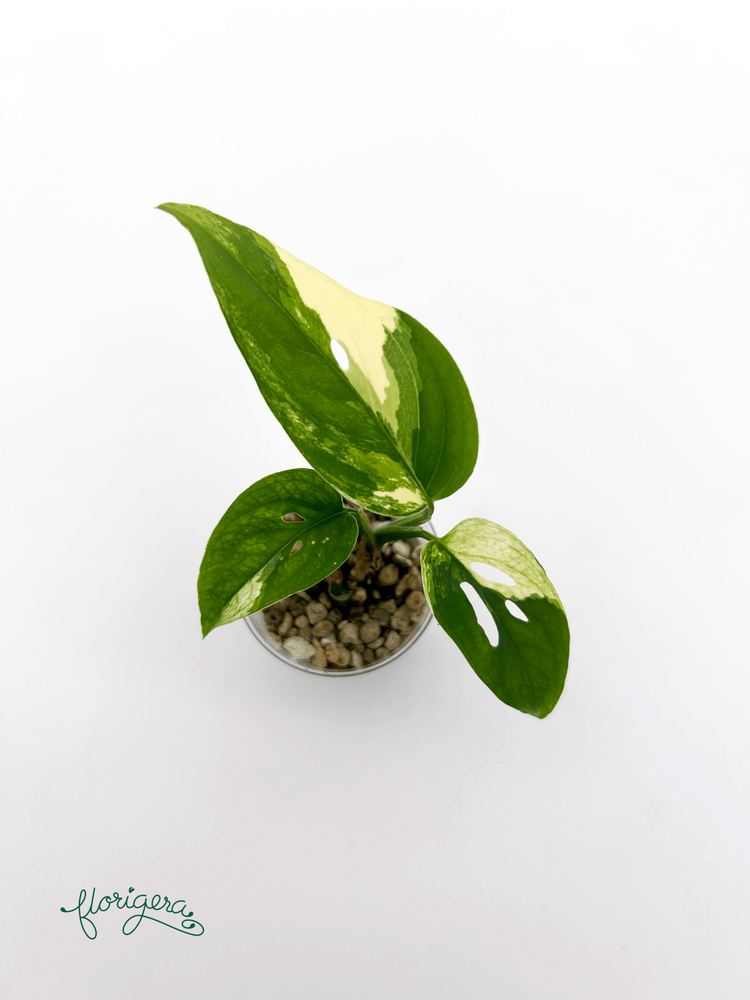 Monstera Laniata variegata 4 - baby rastlinka - Florigera