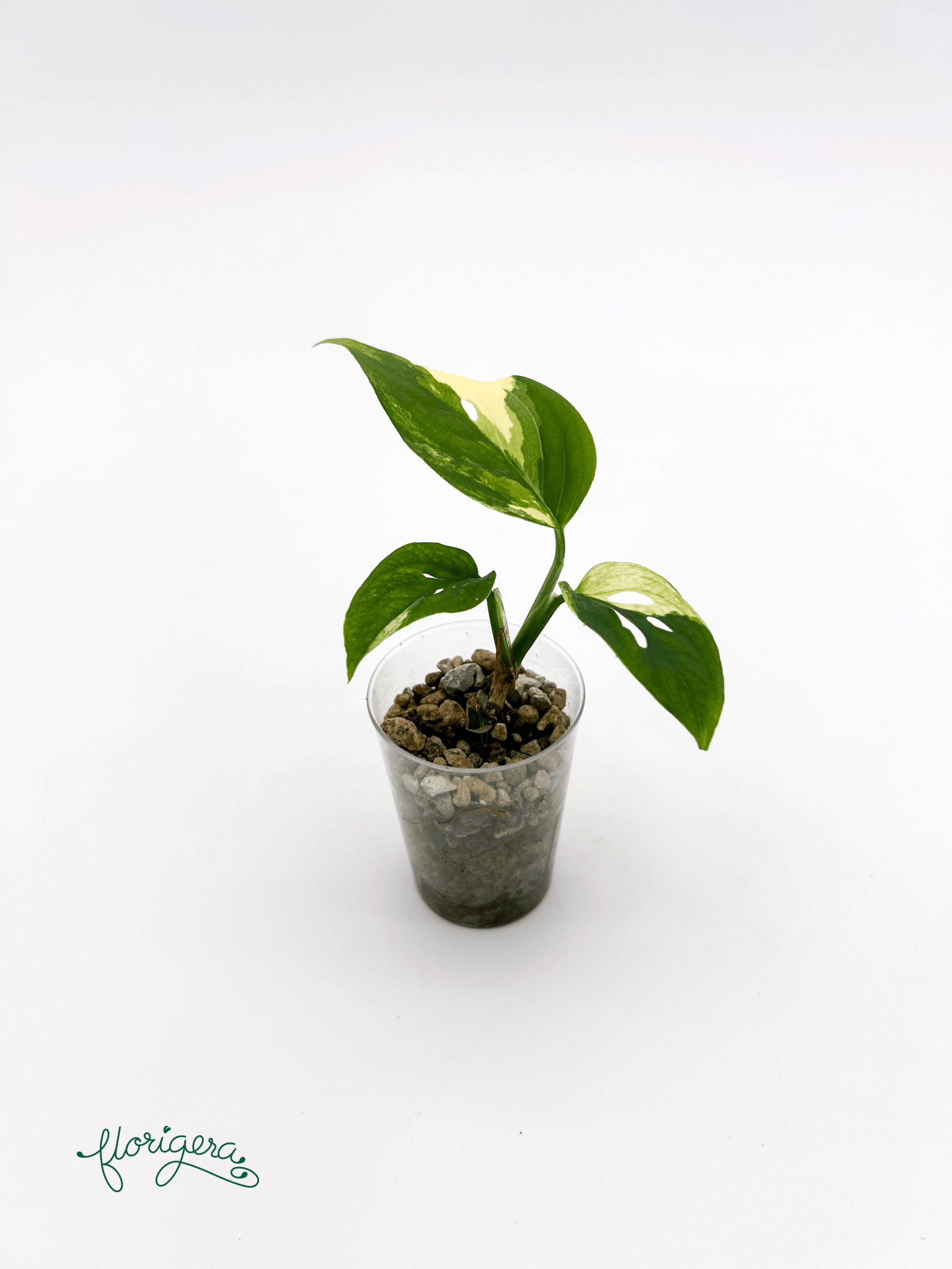 Monstera Laniata variegata 4 - baby rastlinka - Florigera