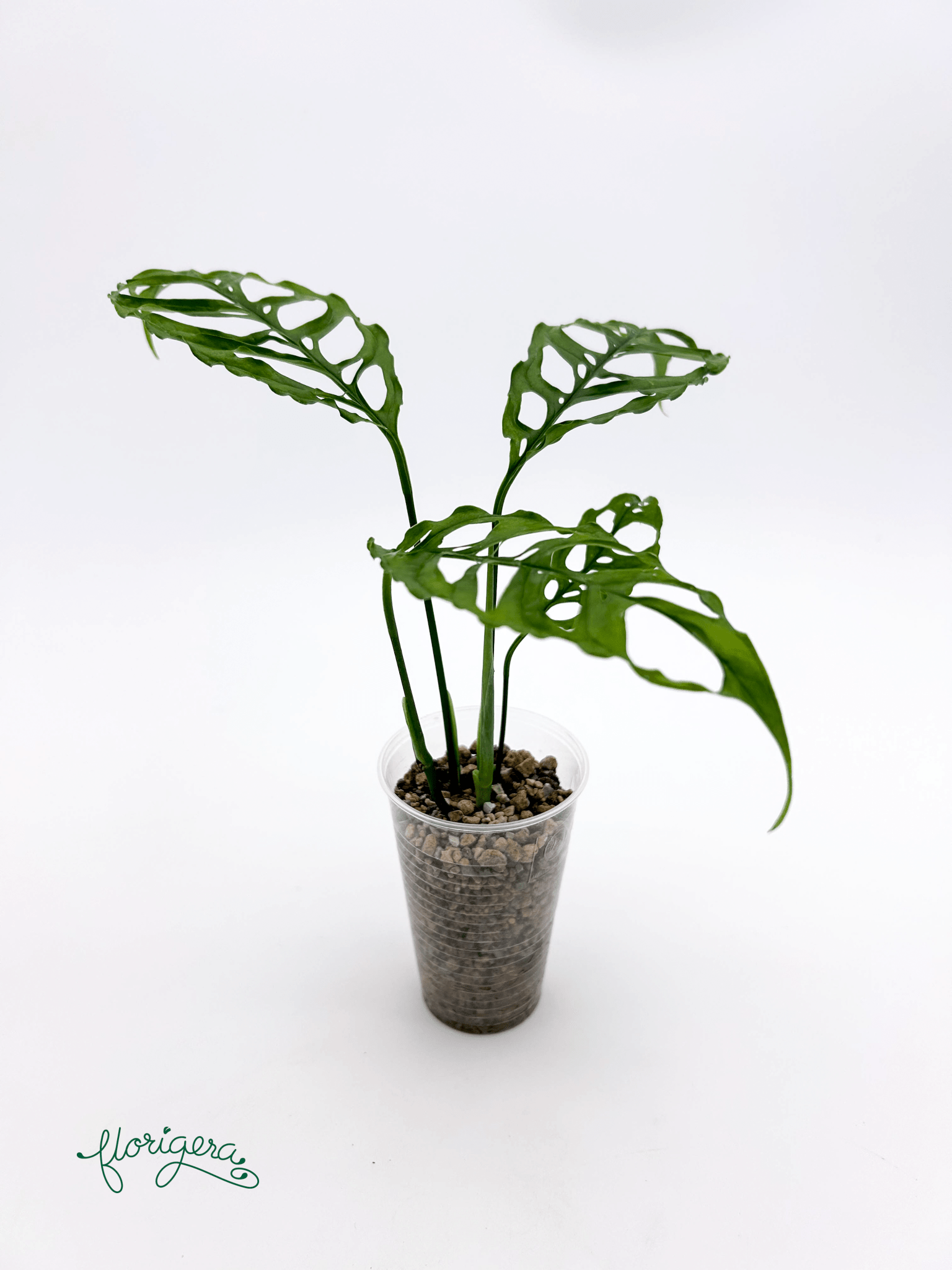 Monstera obliqua &