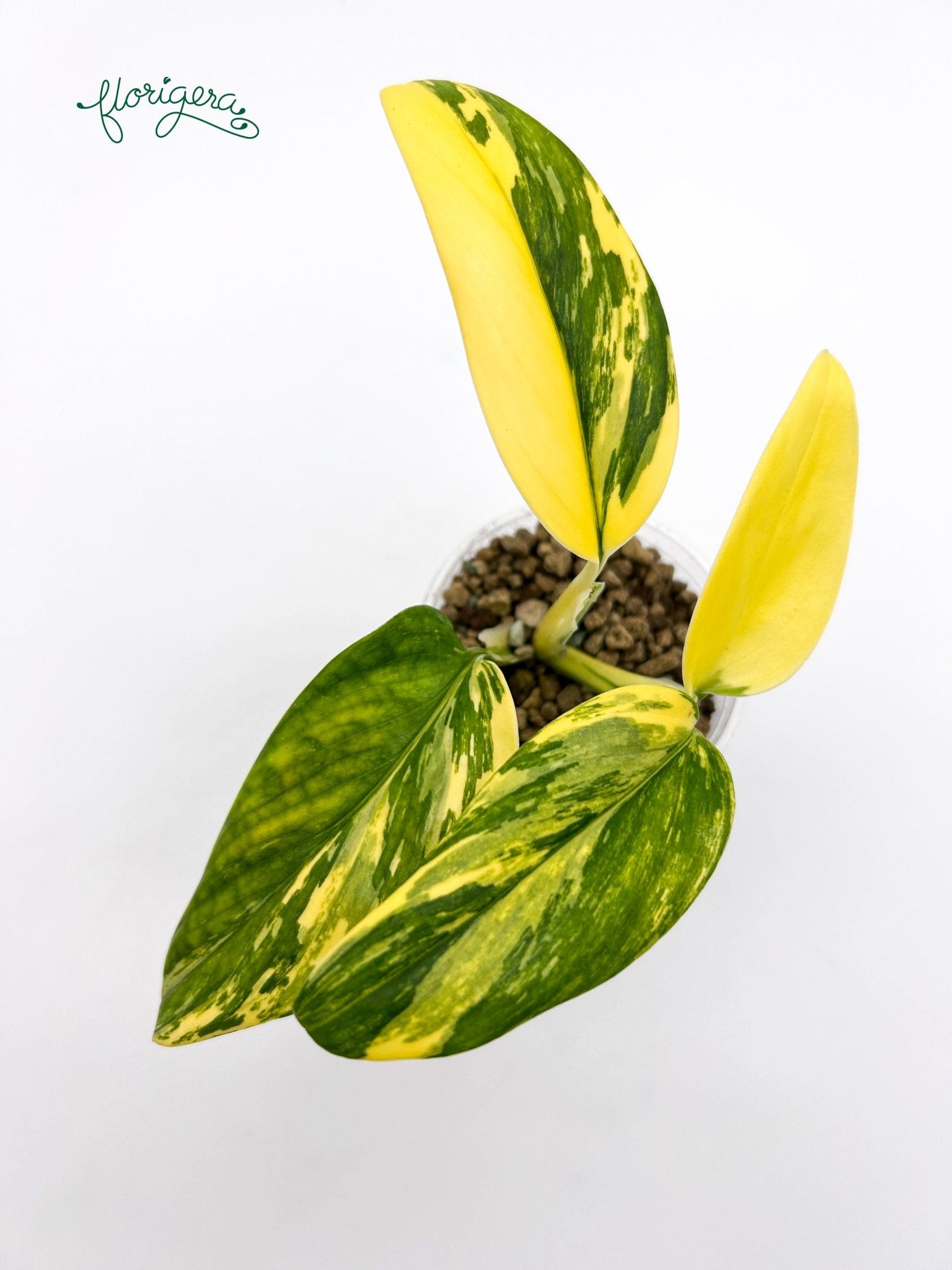 Monstera standleyana ‘Aurea’ - Florigera