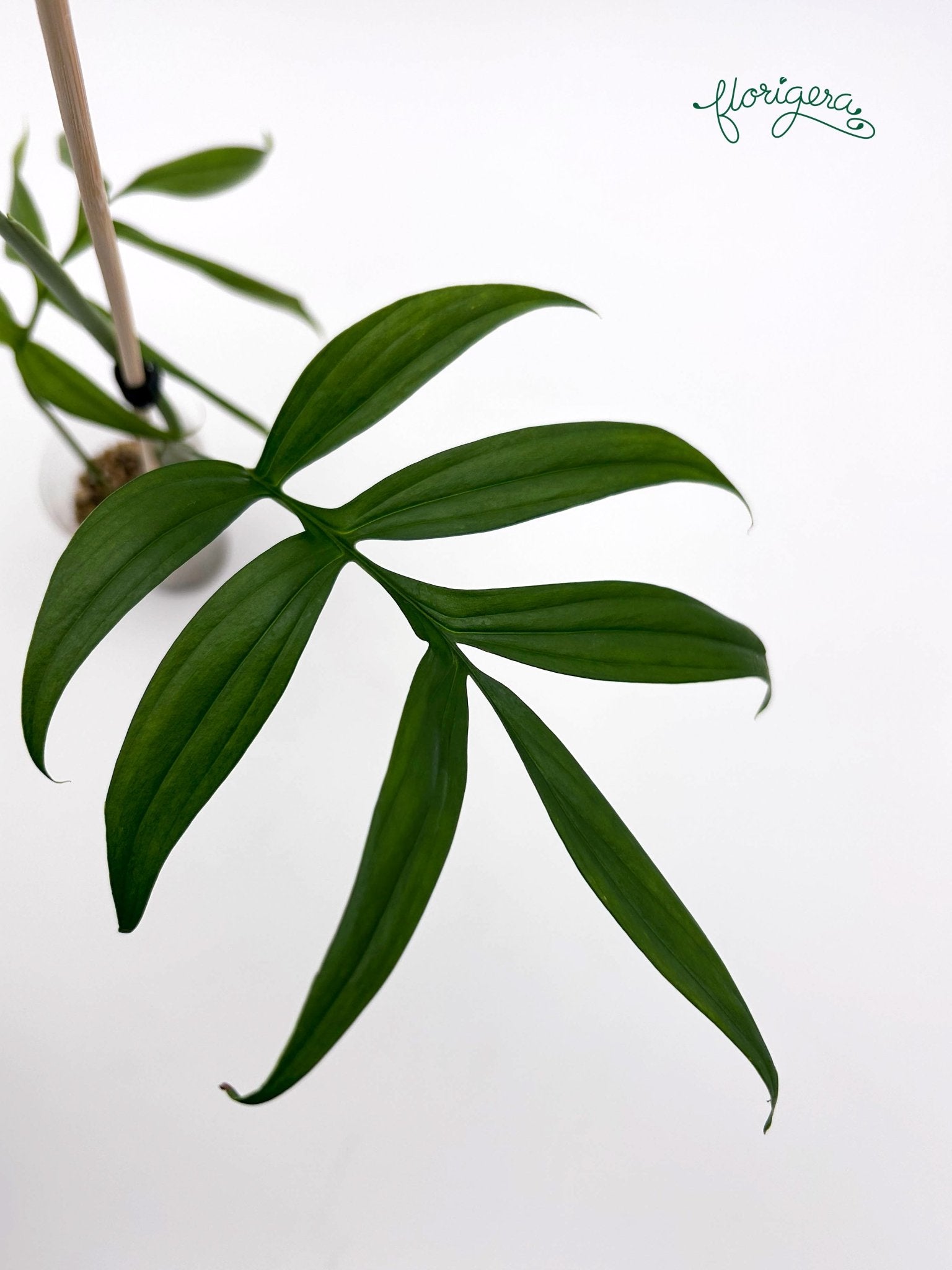 Monstera subpinnata - Florigera