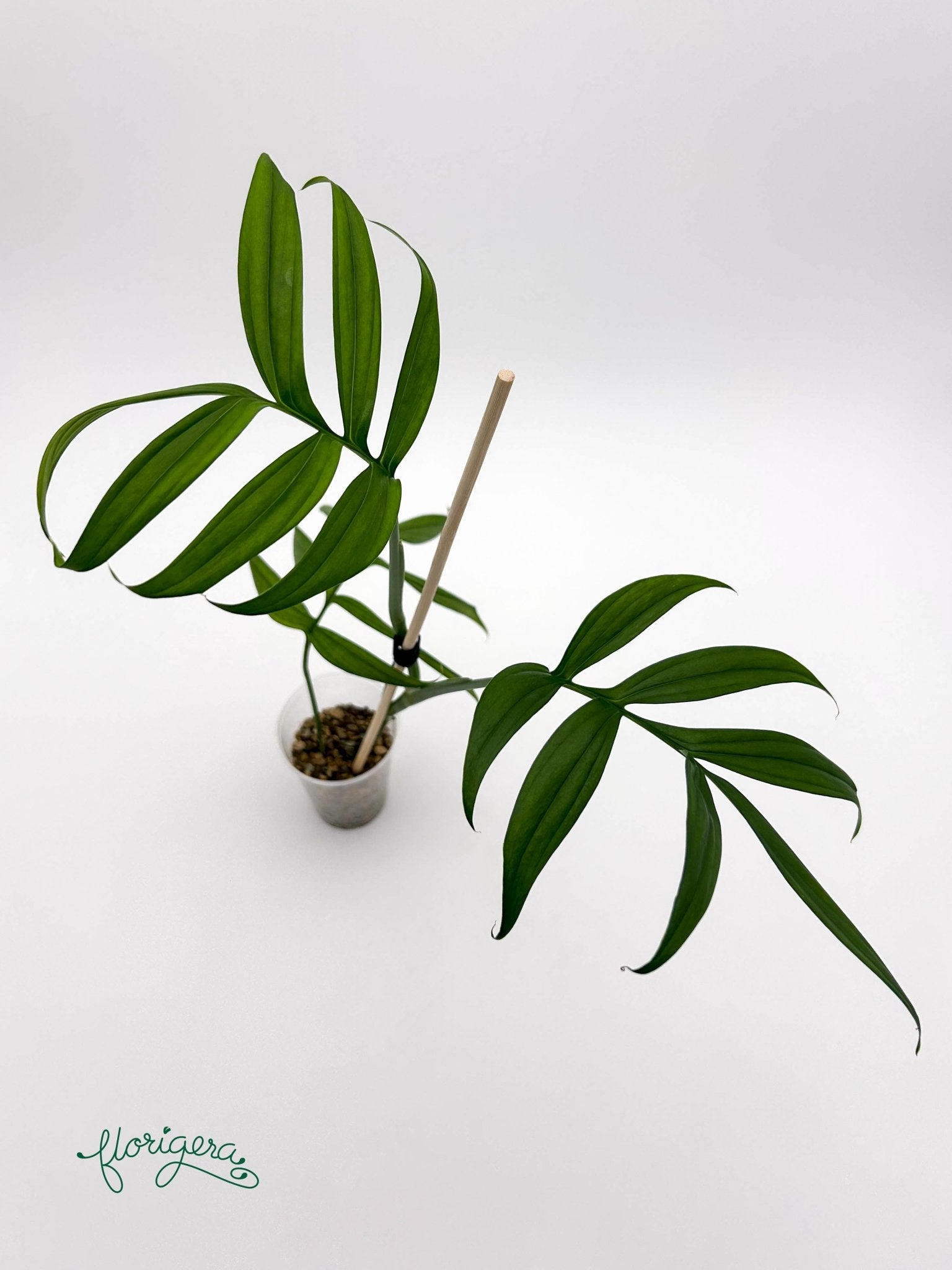 Monstera subpinnata - Florigera