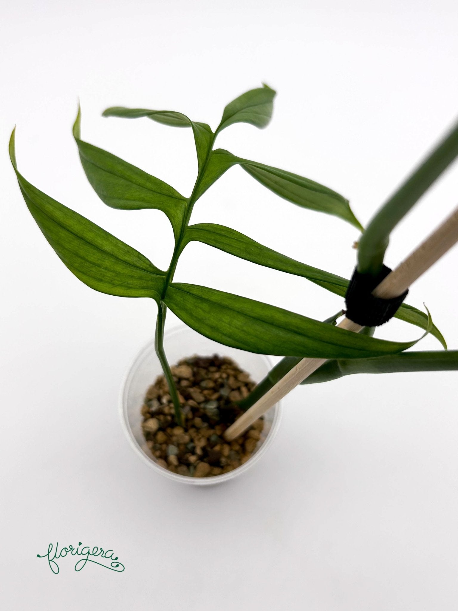 Monstera subpinnata - Florigera