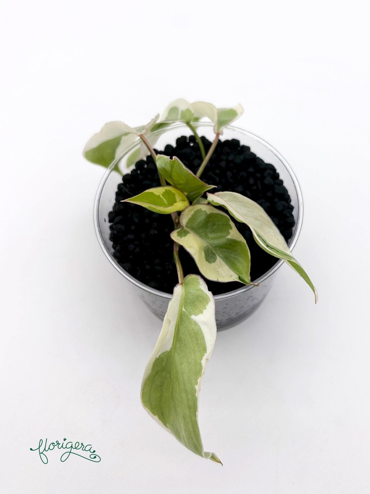 Philodendron Burle Marx White Lava - baby rastlinka - Florigera