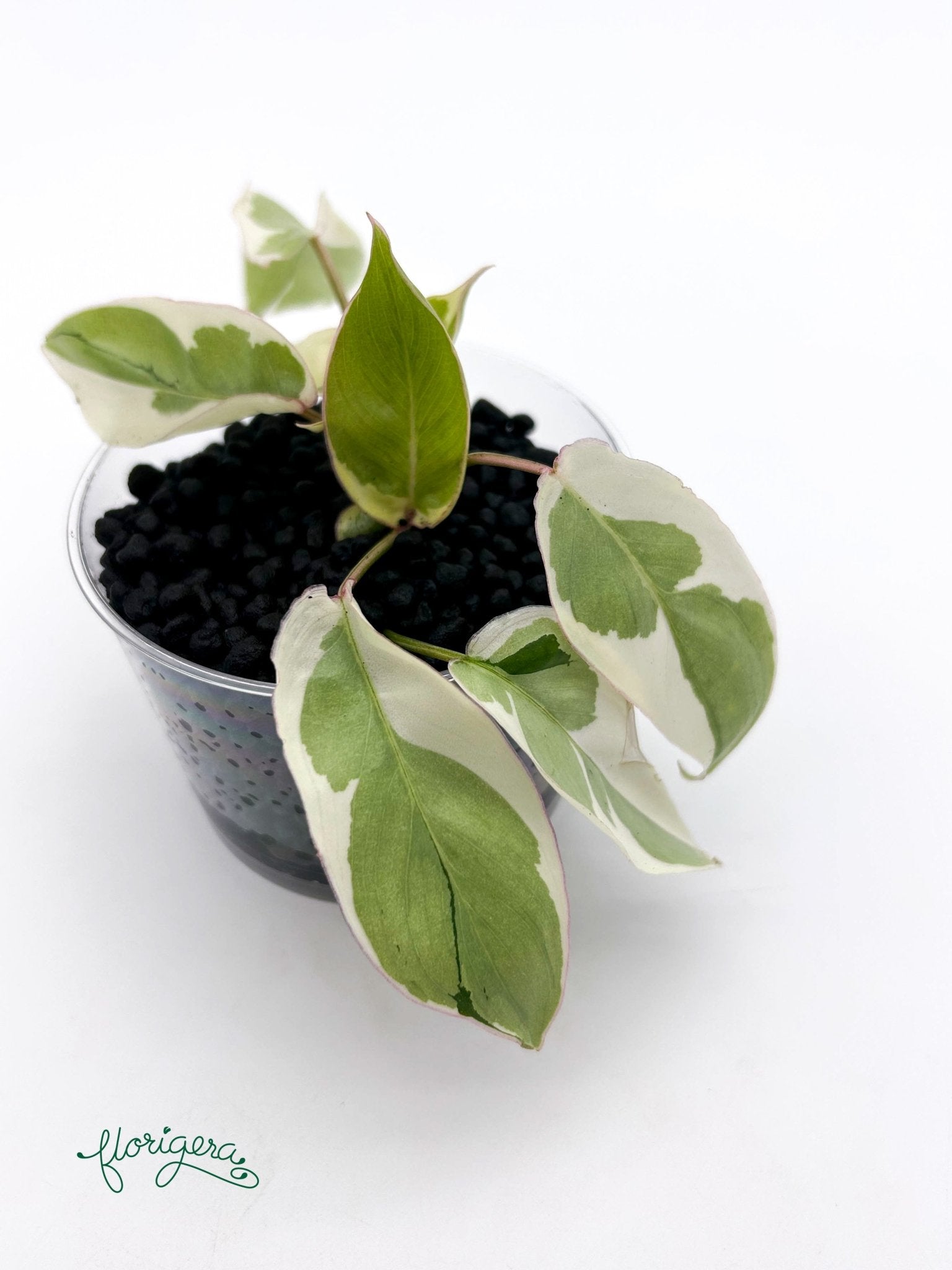 Philodendron Burle Marx White Lava - baby rastlinka - Florigera