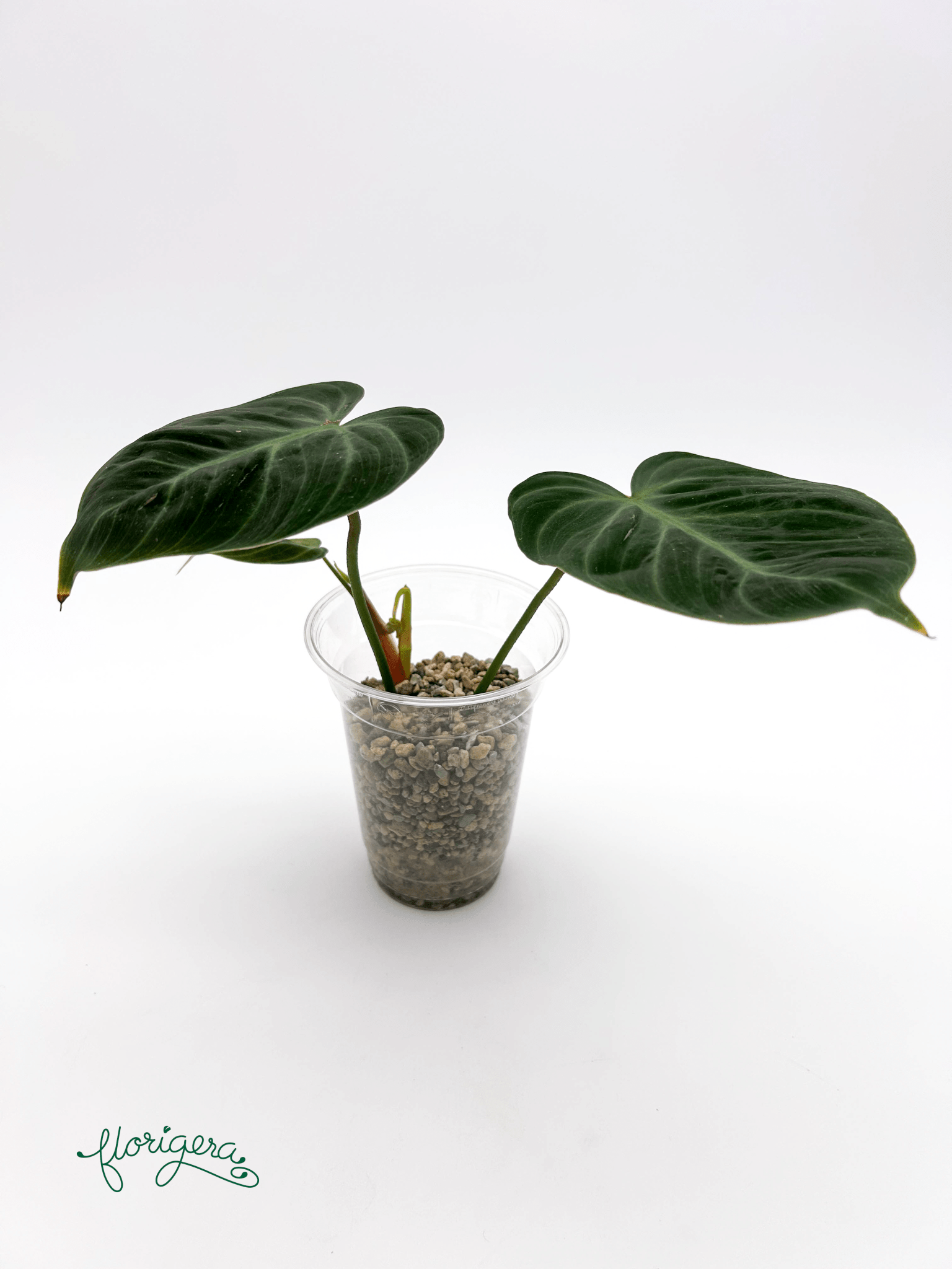 Philodendron &