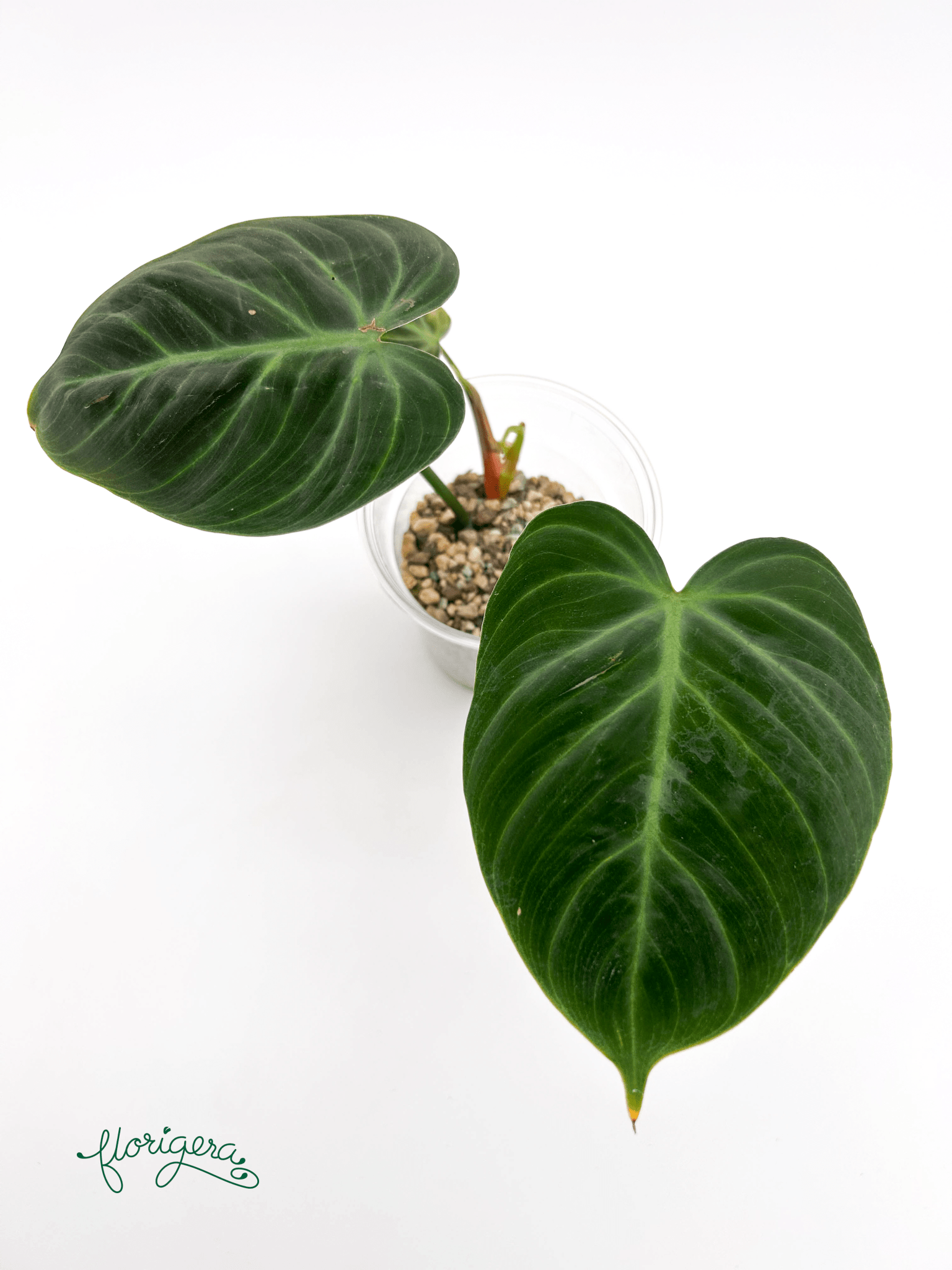 Philodendron &