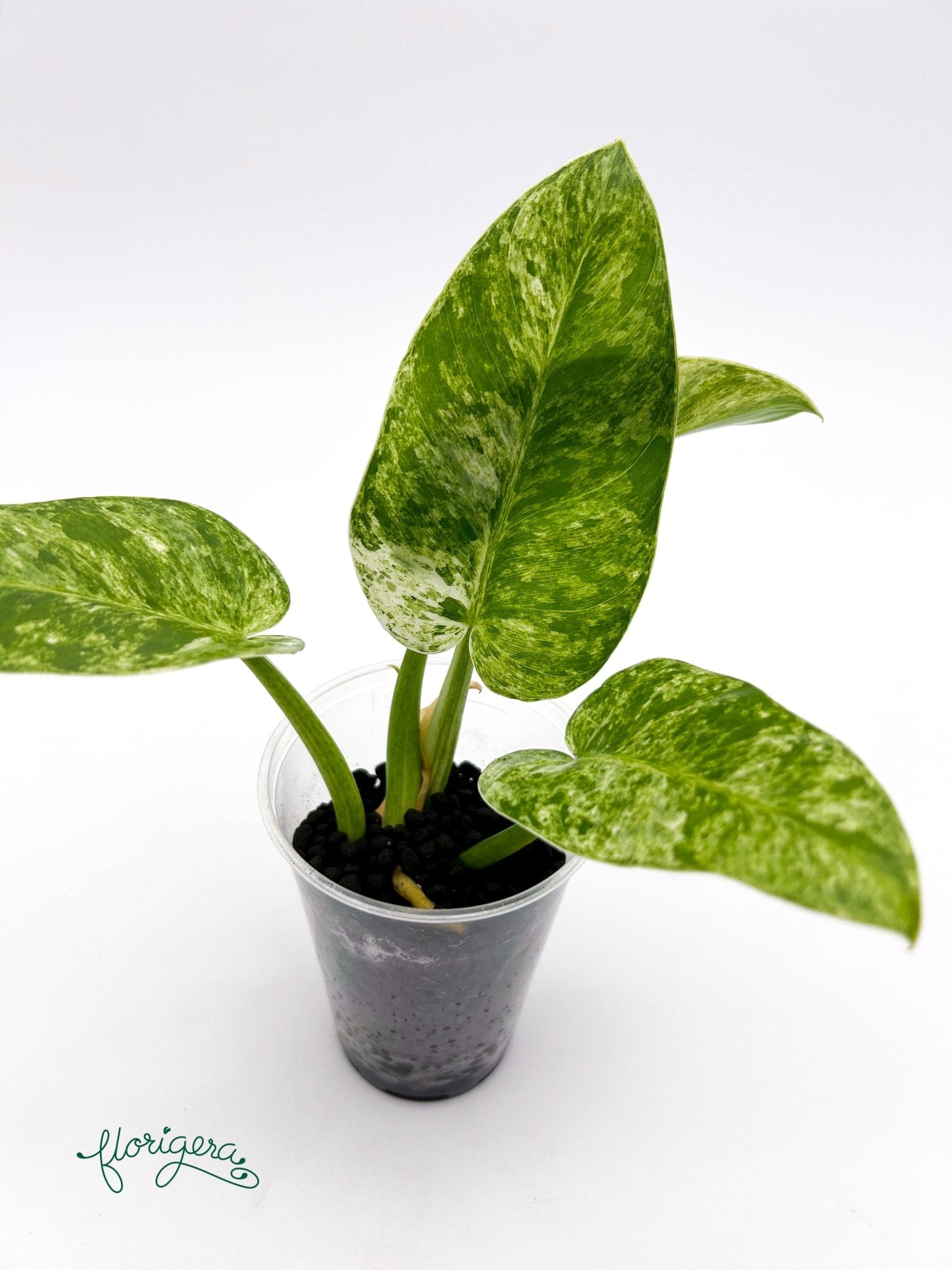 Philodendron giganteum variegata - koreniaca baby rastlinka - Florigera