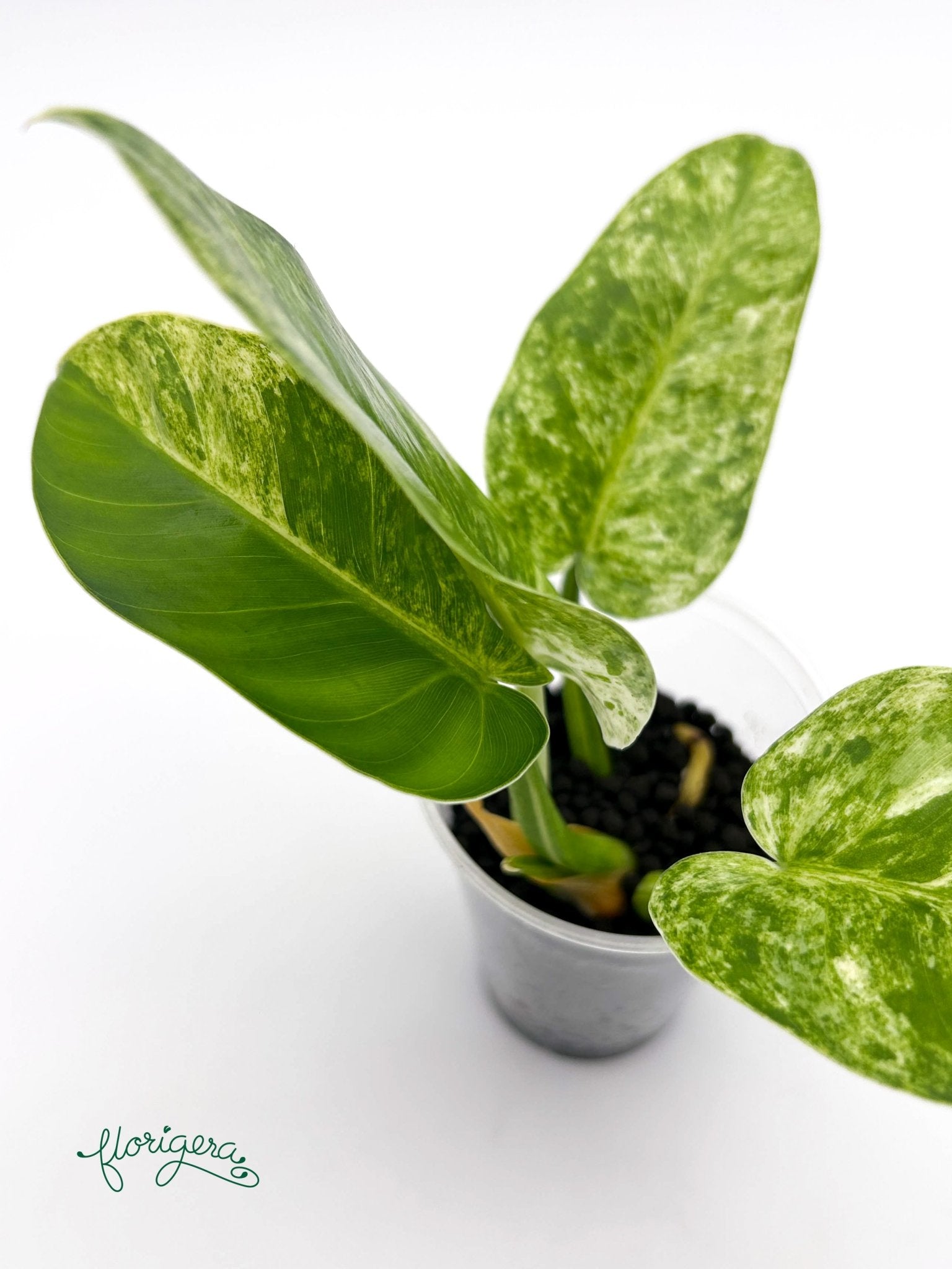 Philodendron giganteum variegata - koreniaca baby rastlinka - Florigera