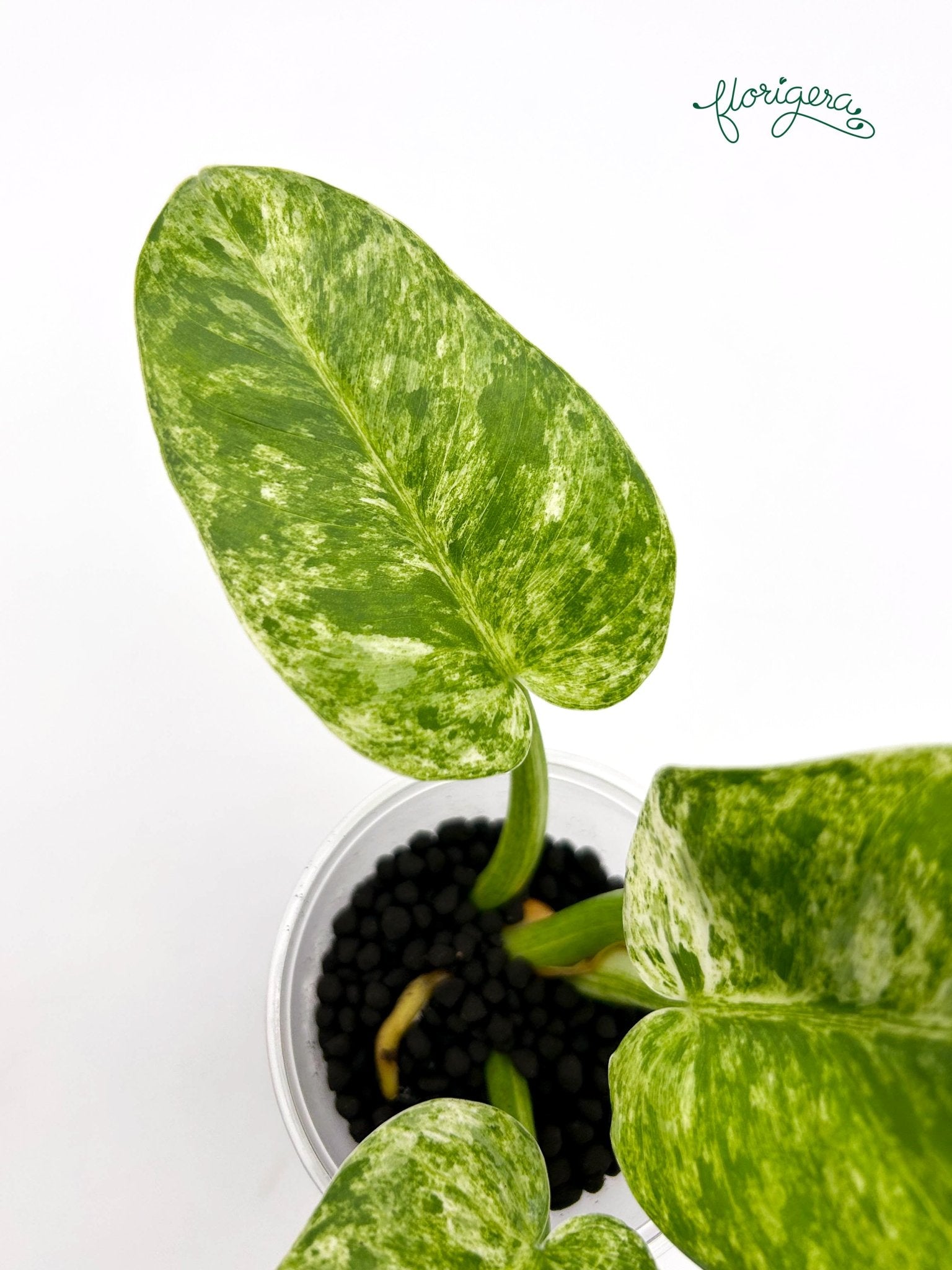 Philodendron giganteum variegata - koreniaca baby rastlinka - Florigera