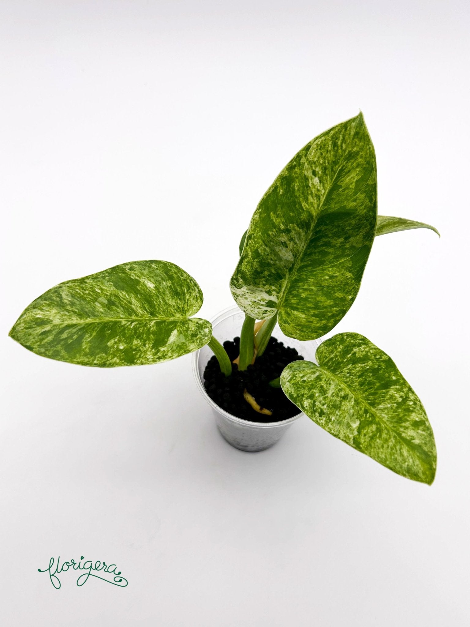 Philodendron giganteum variegata - koreniaca baby rastlinka - Florigera