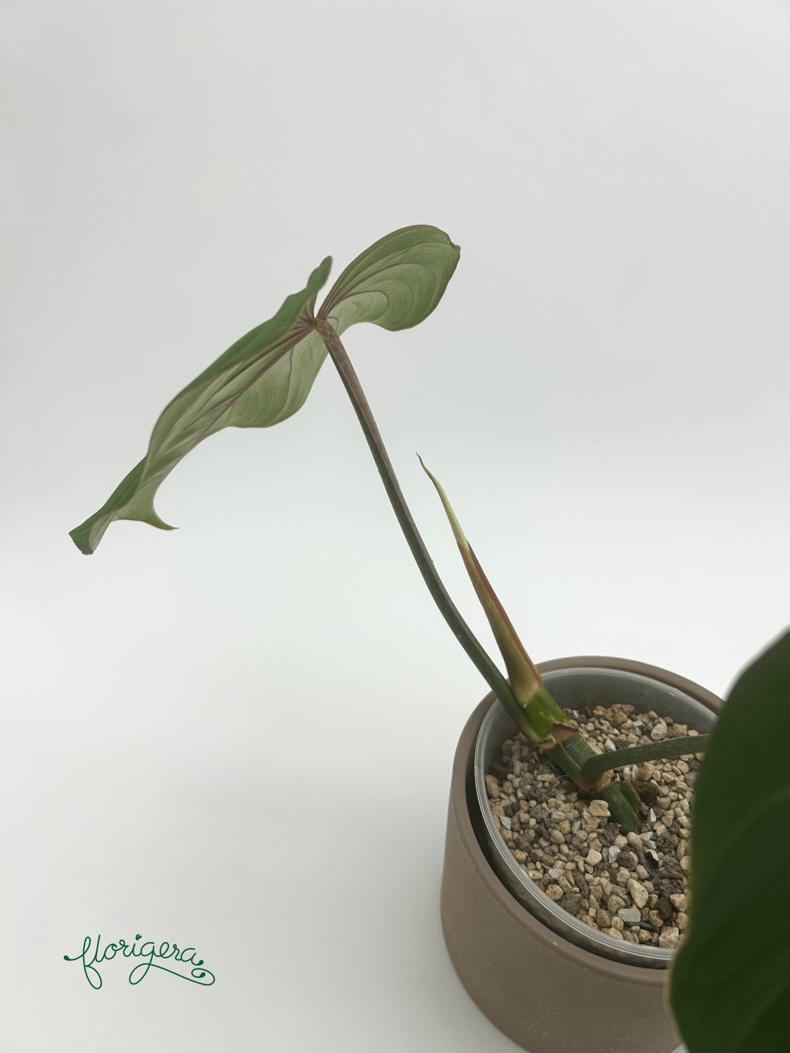 Philodendron gloriosum ‘Zebra’ - Florigera