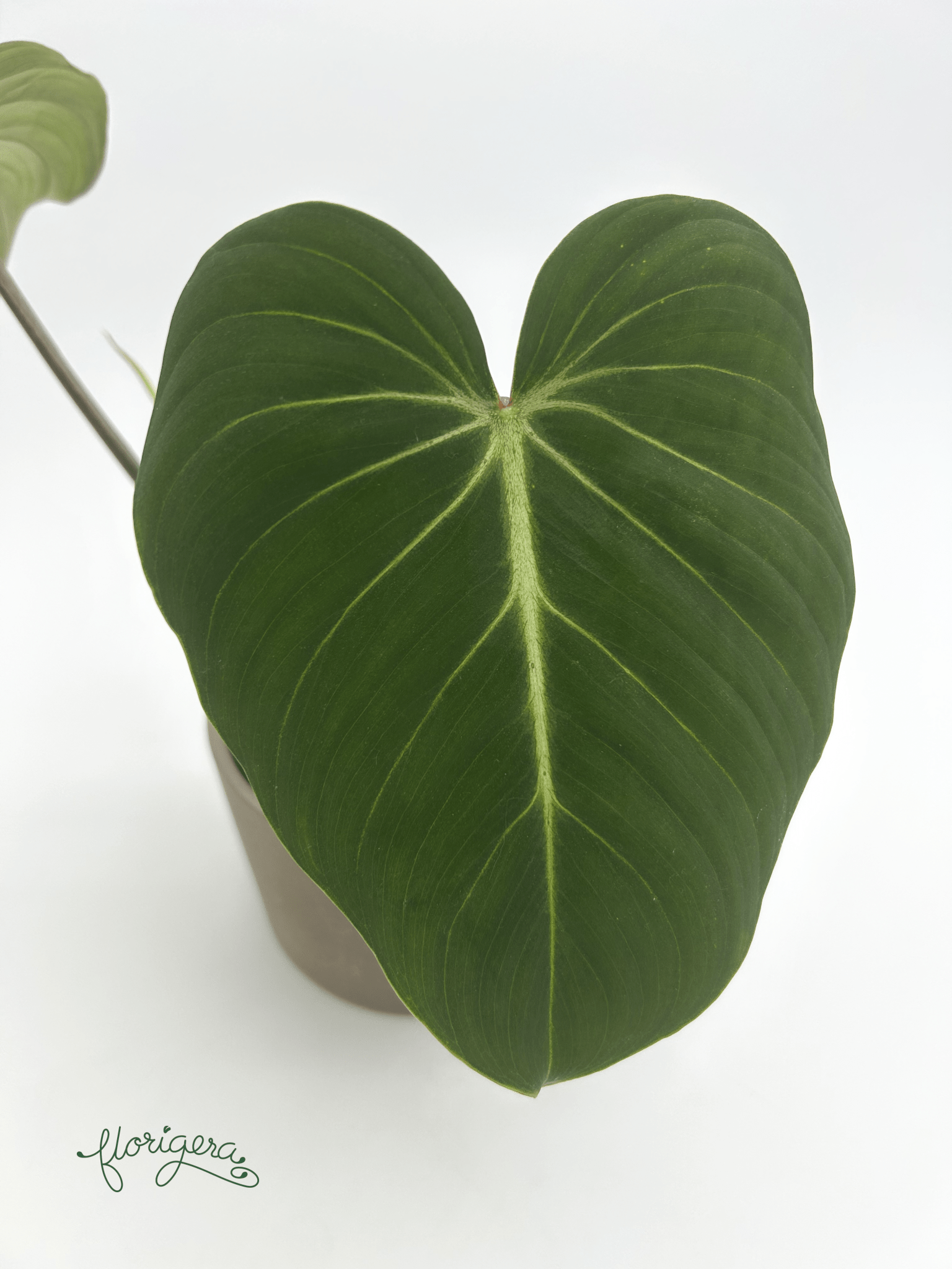 Philodendron gloriosum ‘Zebra’ - Florigera