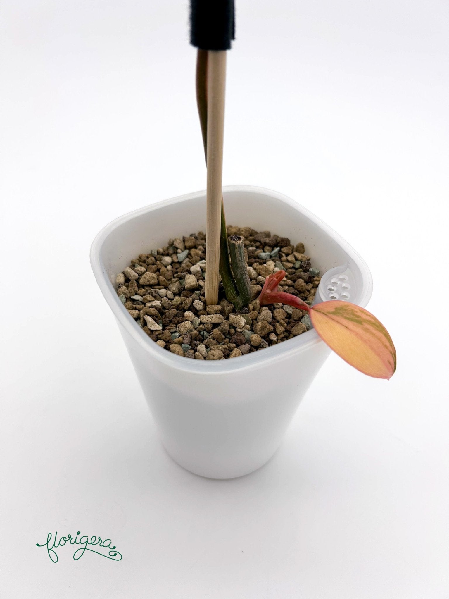 Philodendron Kitina (FLOB × Mayoi) 2 - baby rastlinka - Florigera