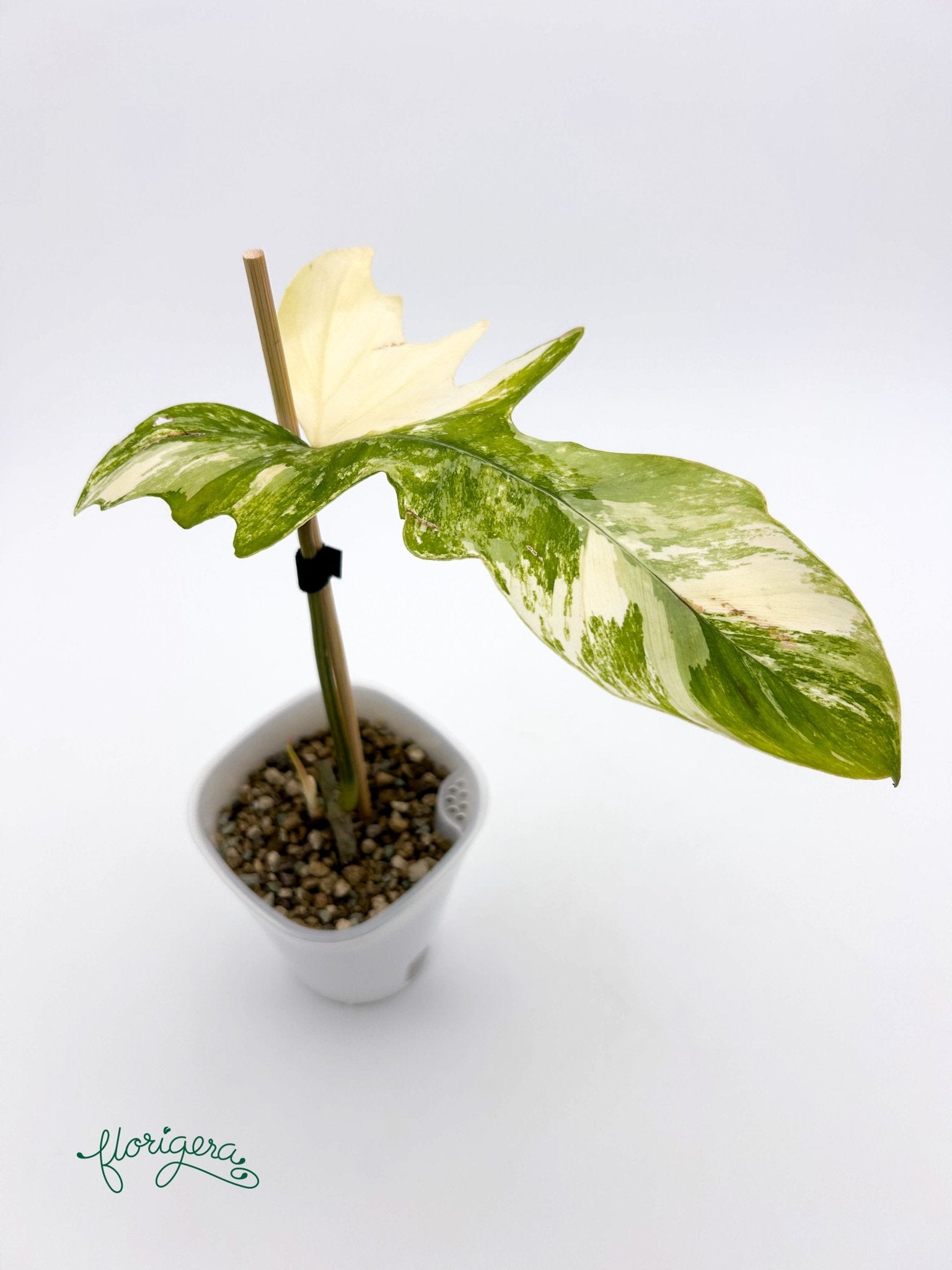 Philodendron Kitina (FLOB × Mayoi) - baby rastlinka - Florigera