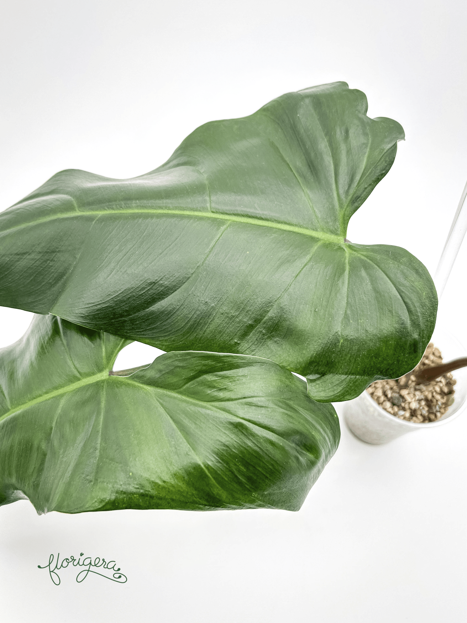 Philodendron mexicanum 2 - Florigera