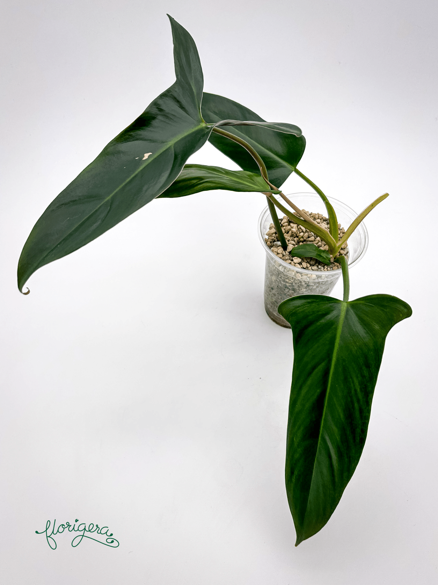 Philodendron mexicanum - Florigera