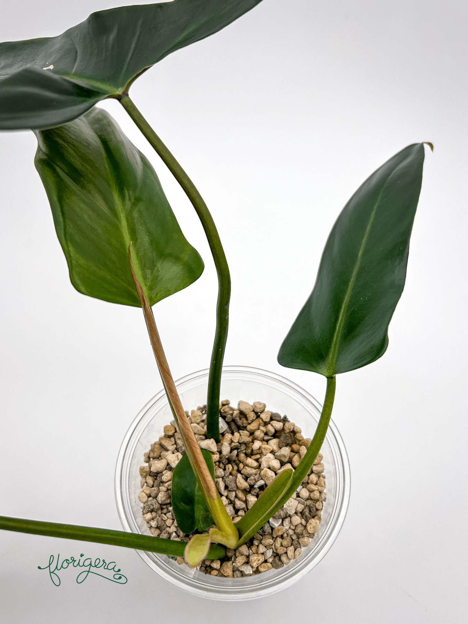 Philodendron mexicanum - Florigera