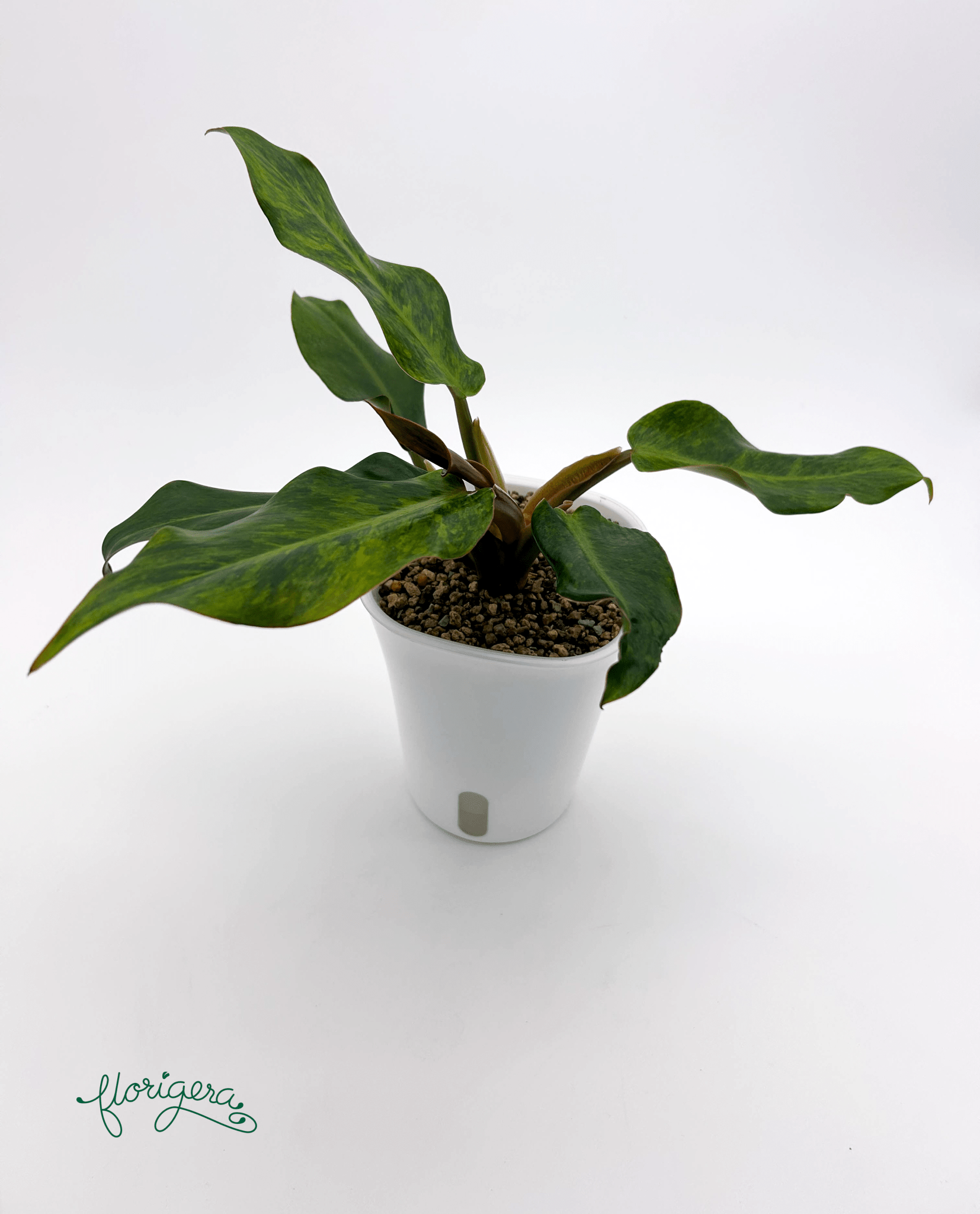 Philodendron &