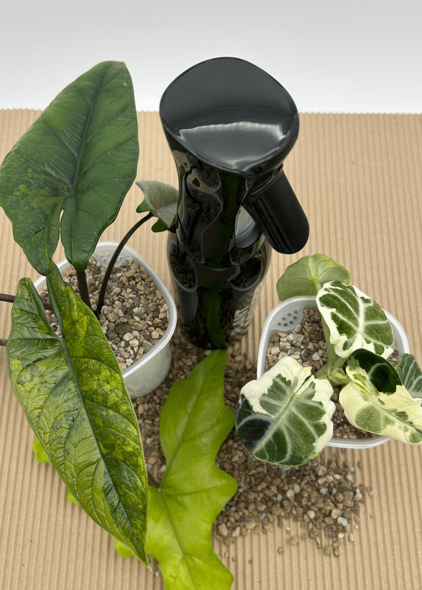 Rain Vibe Bottle 500ml - Florigera