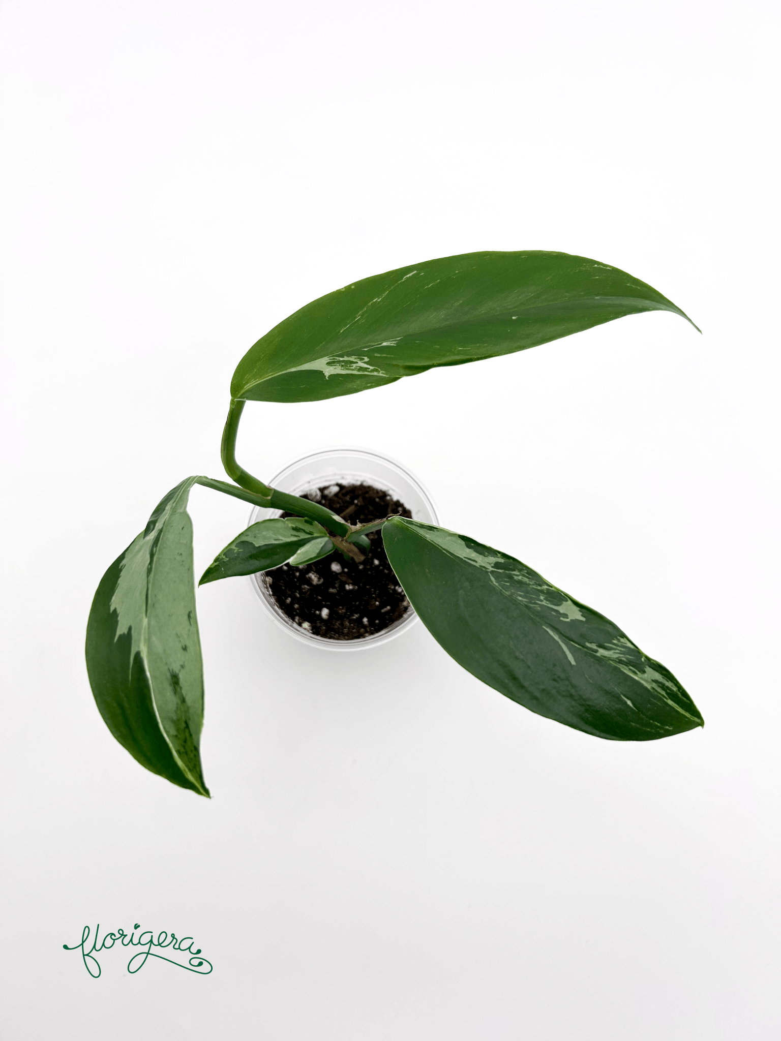 Rhaphidophora elliptica ‘Variegata’ - Florigera