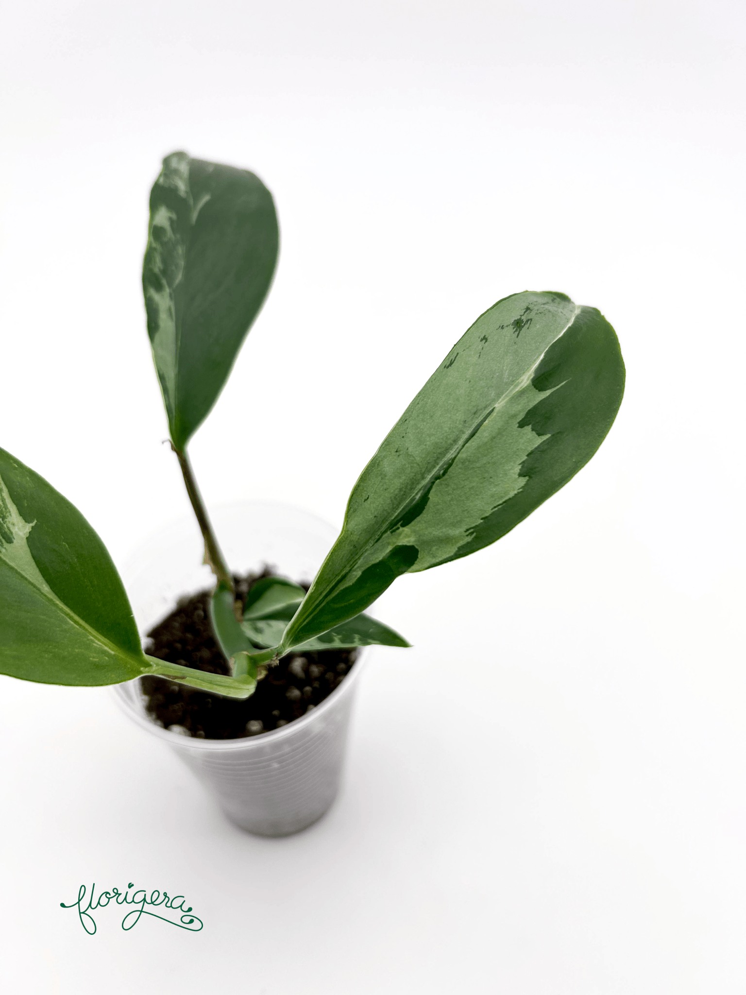 Rhaphidophora elliptica ‘Variegata’ - Florigera