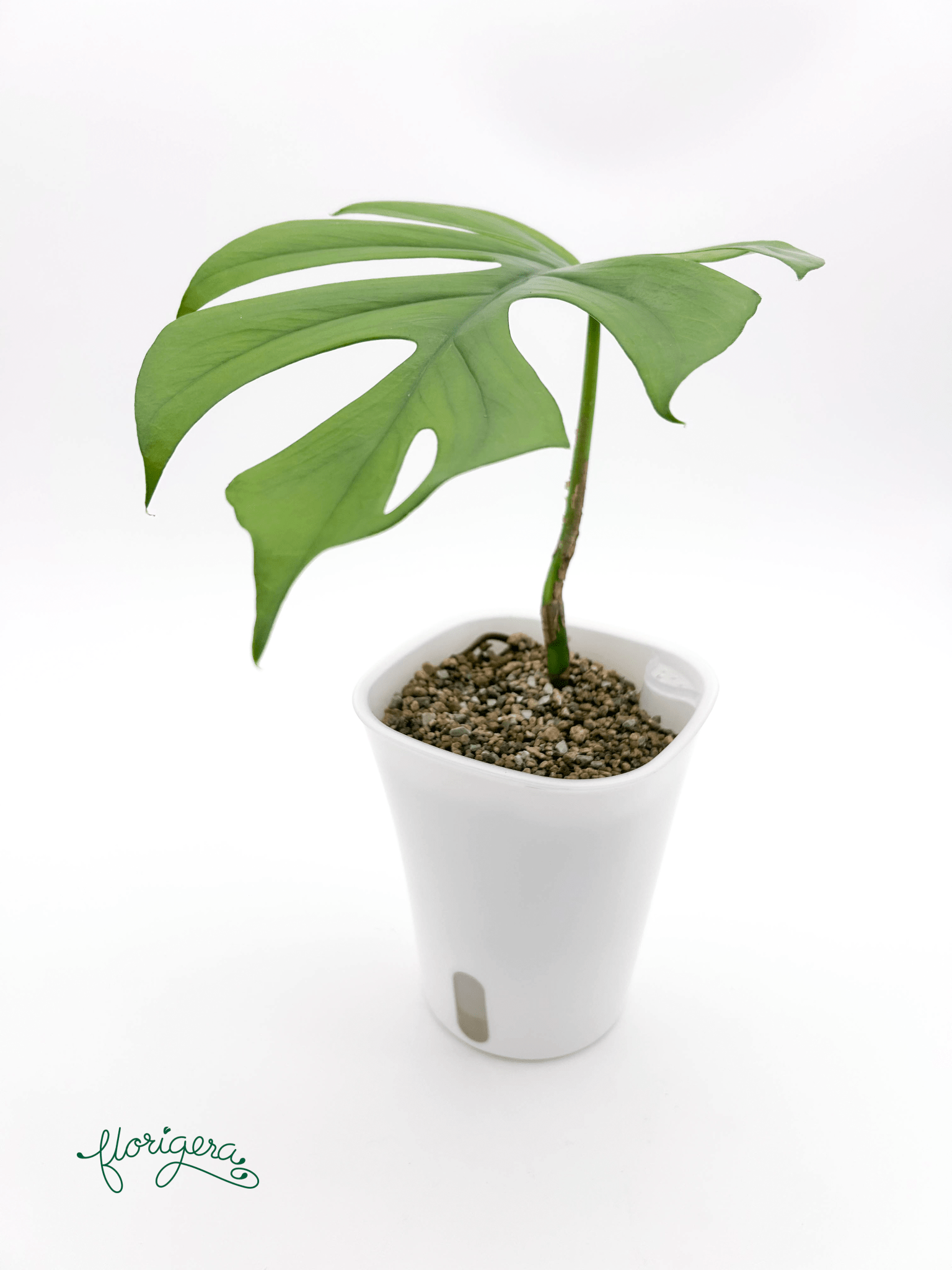 Rhaphidophora sp. “Flame” - Florigera