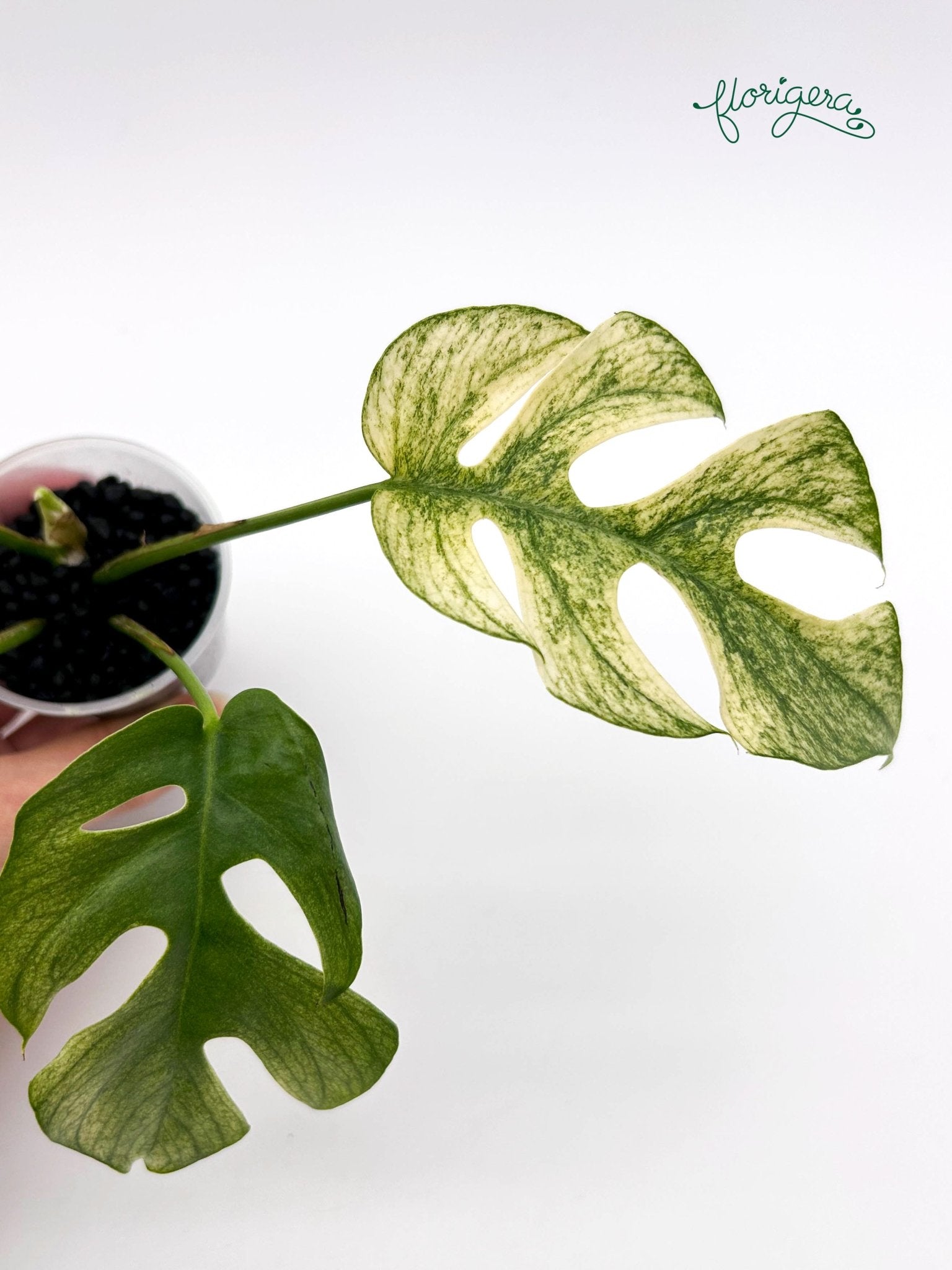 Rhaphidophora tetrasperma White Monster - baby rastlinka - Florigera