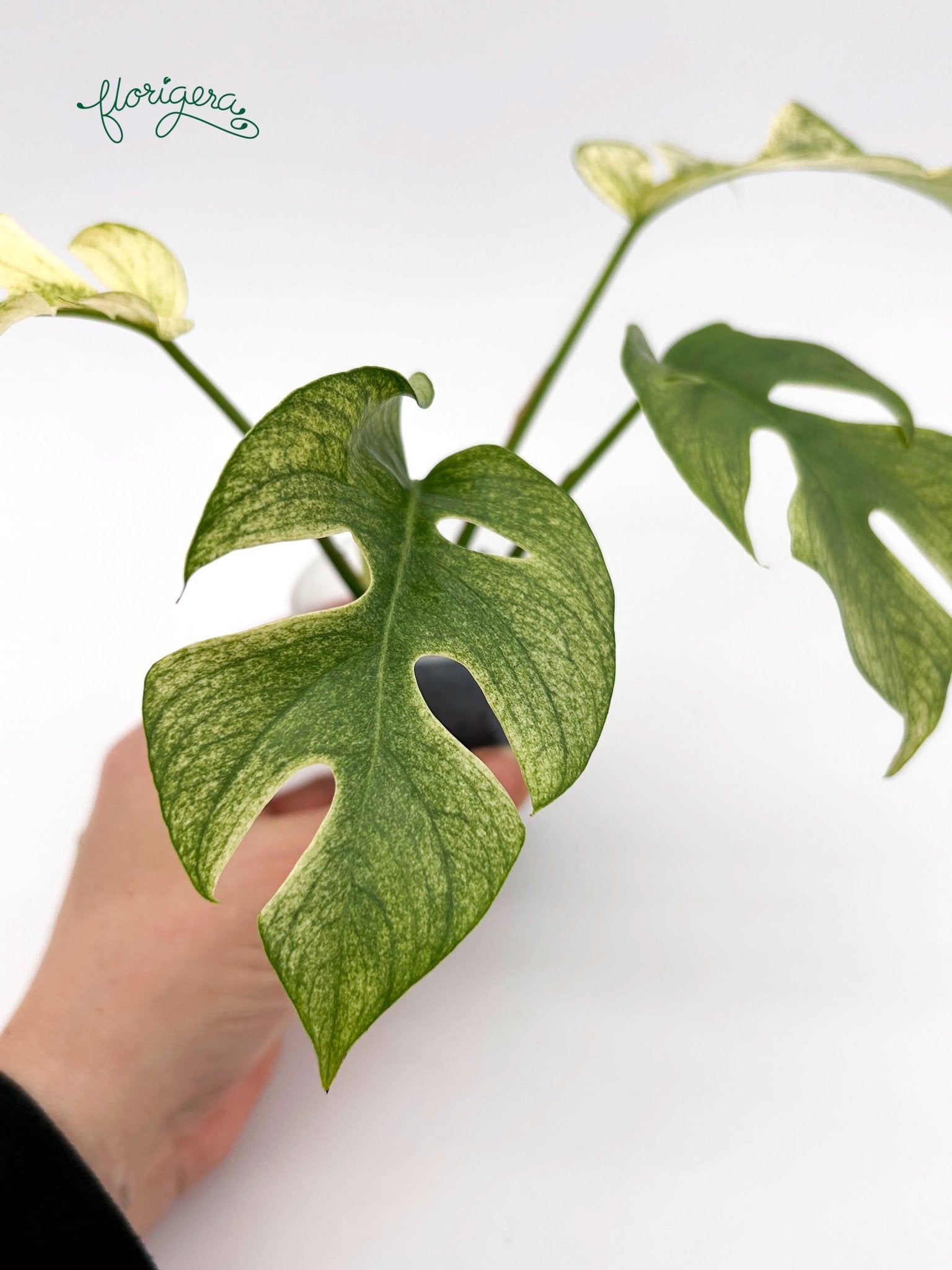 Rhaphidophora tetrasperma White Monster - baby rastlinka - Florigera