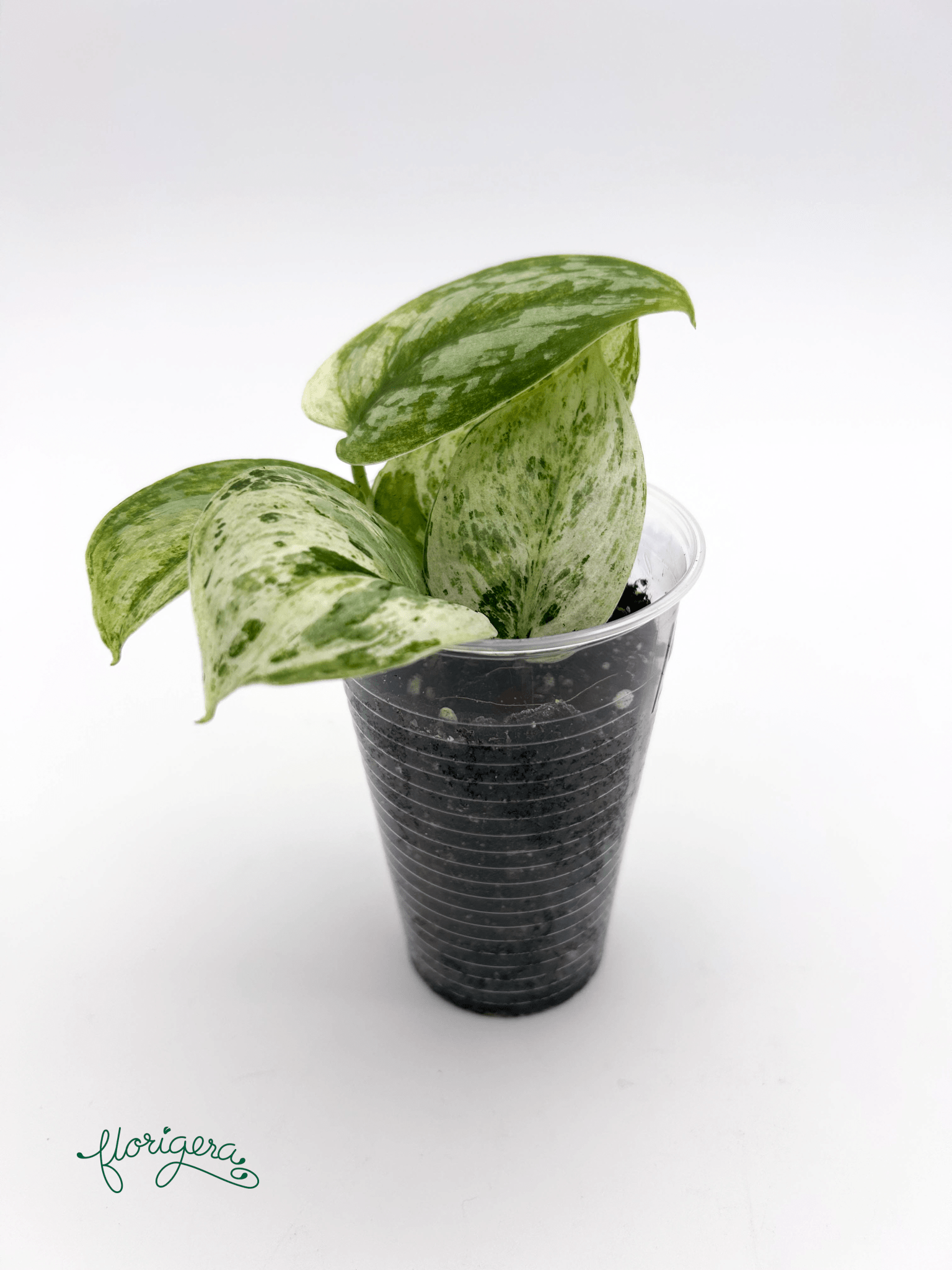 Scindapsus pictus ‘Peasun’ - Florigera