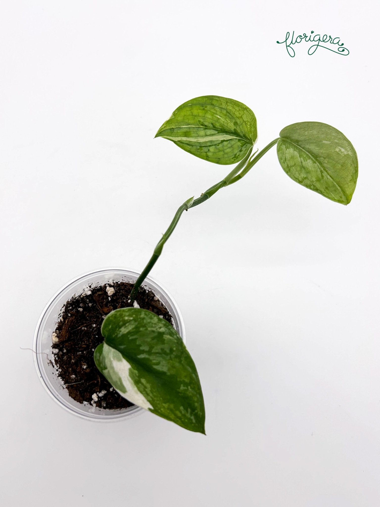 Scindapsus ‘Silver Cloud’ Variegata - baby rastlinka - Florigera