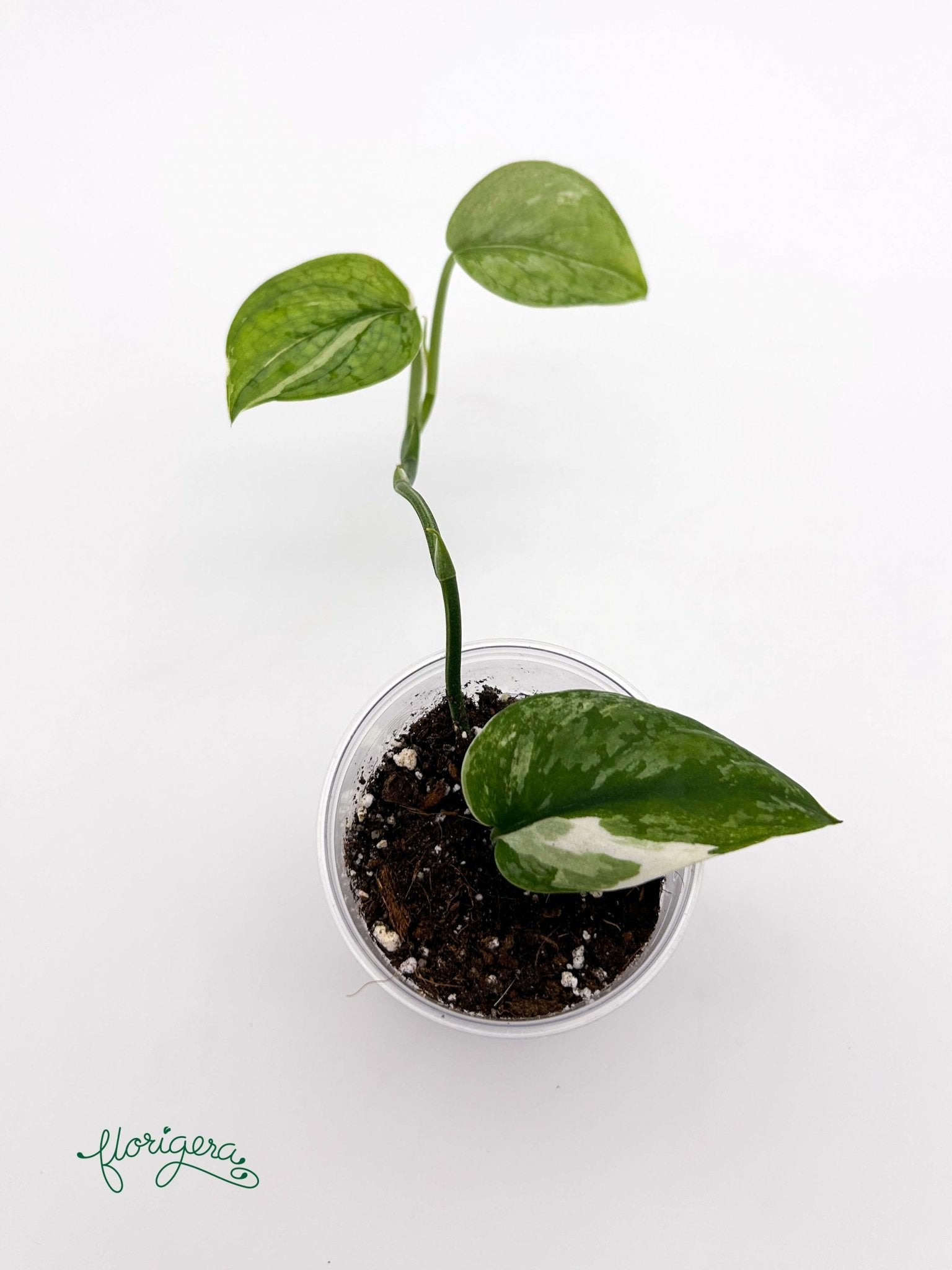 Scindapsus ‘Silver Cloud’ Variegata - baby rastlinka - Florigera