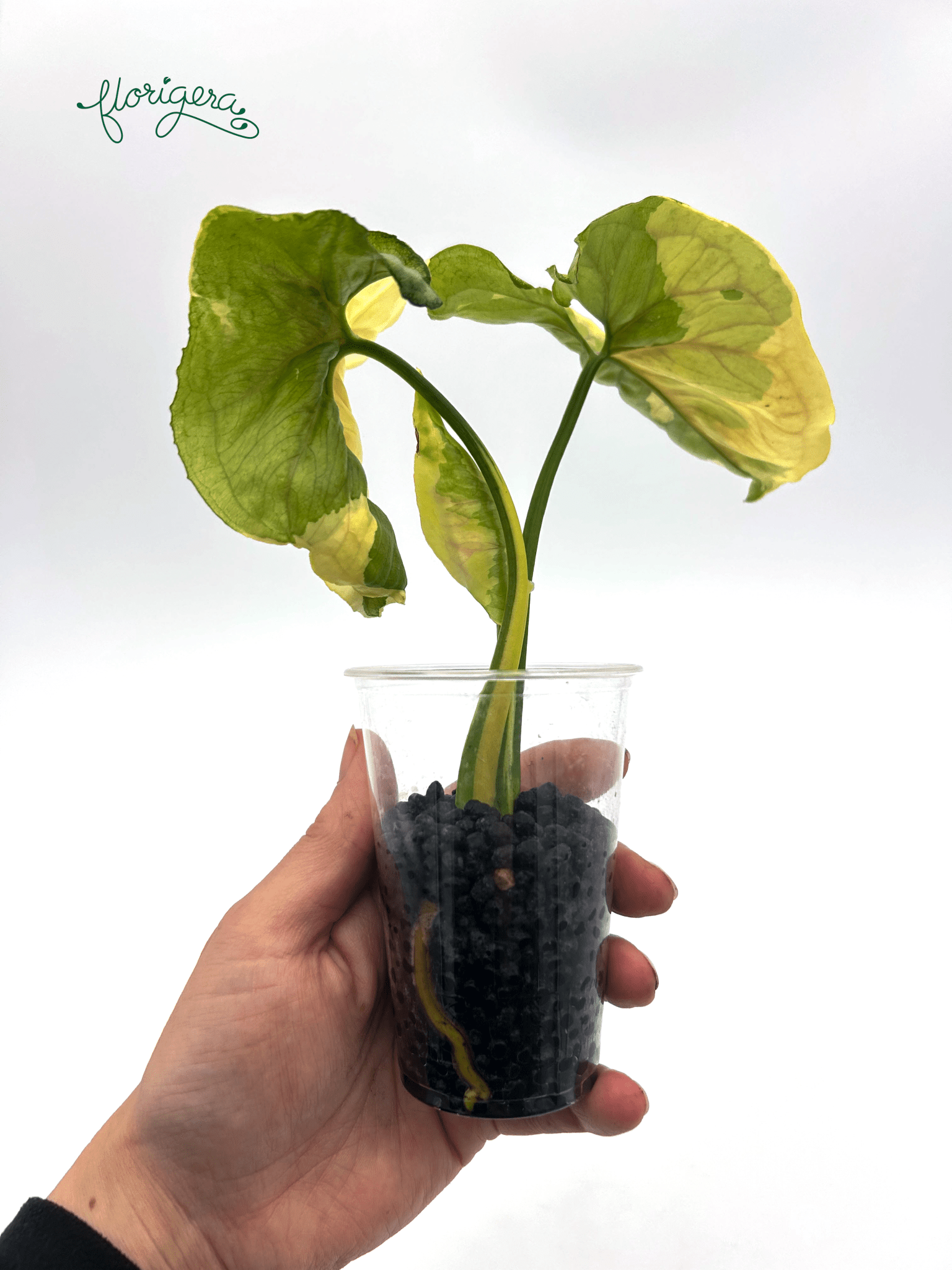 Syngonium ‘Golden Allusion Variegata’ - Florigera