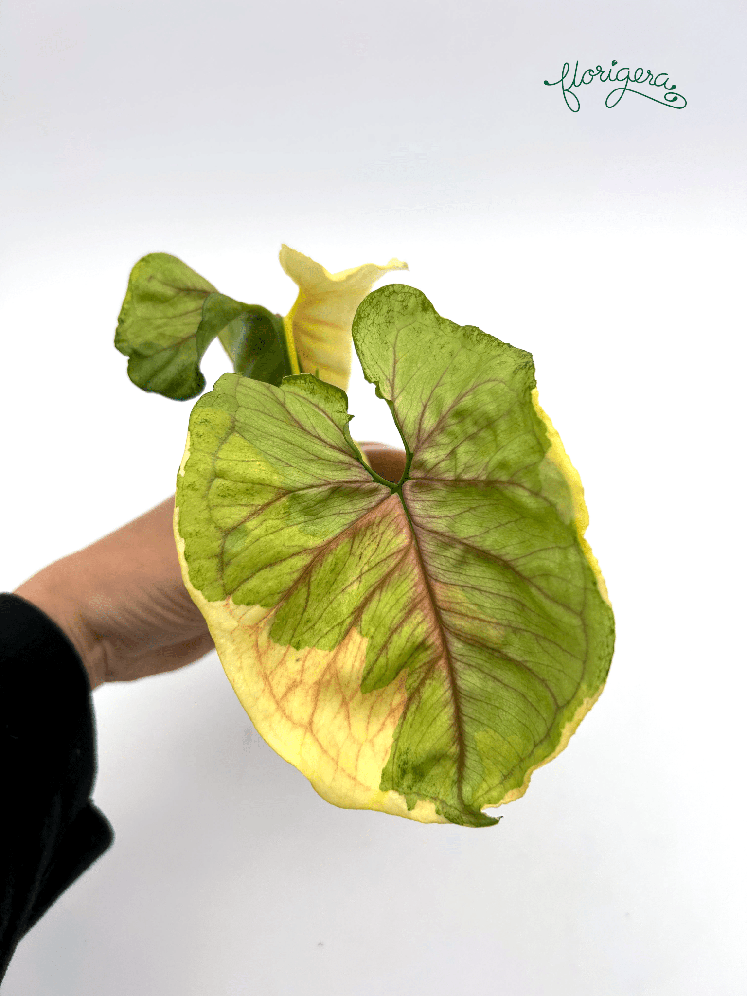 Syngonium ‘Golden Allusion Variegata’ - Florigera
