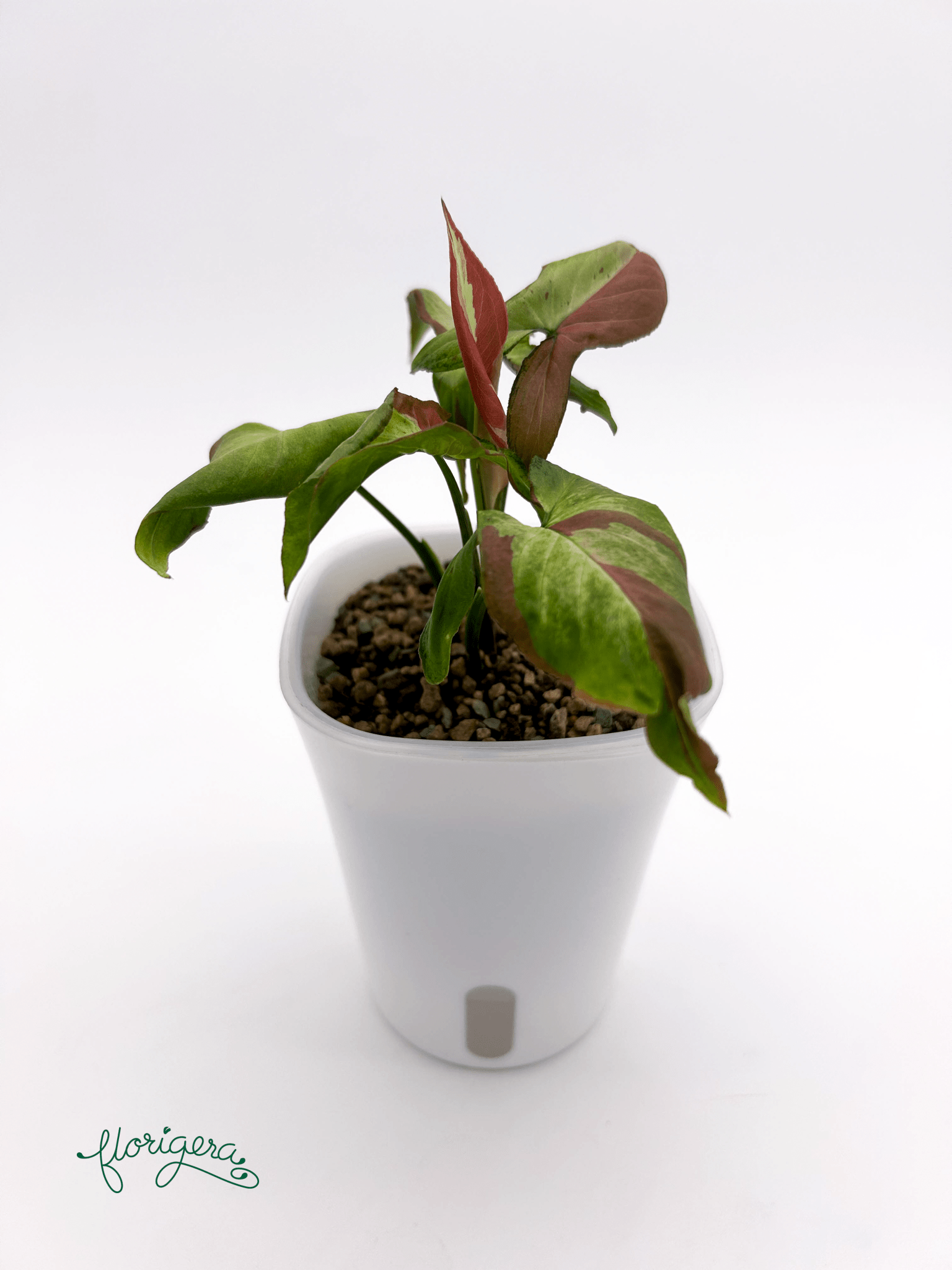 Syngonium ‘Orm Nagpum Variegata’ - Florigera