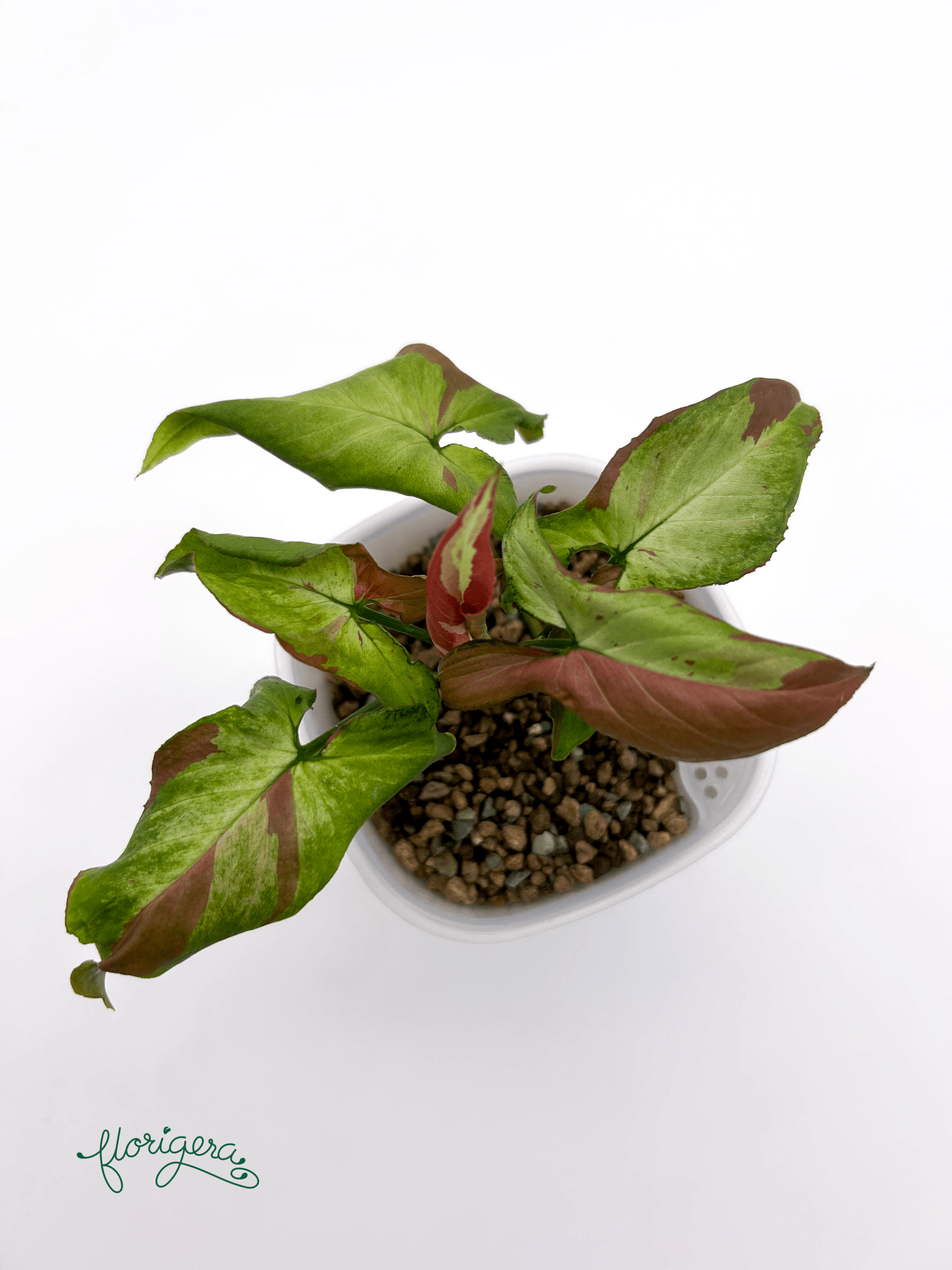 Syngonium ‘Orm Nagpum Variegata’ - Florigera