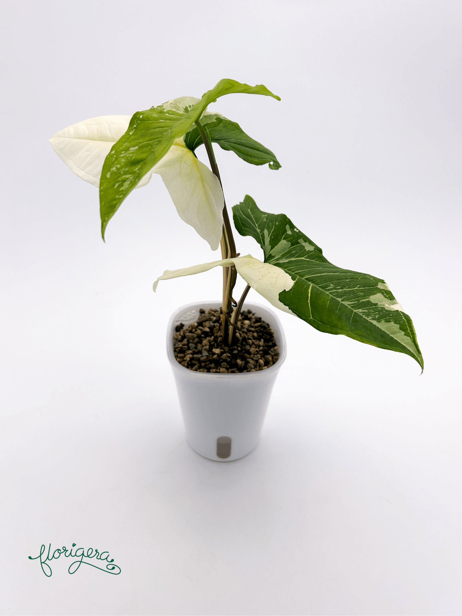 Syngonium podophyllum ‘Batik’ („Batik Variegated“) 2 - Florigera