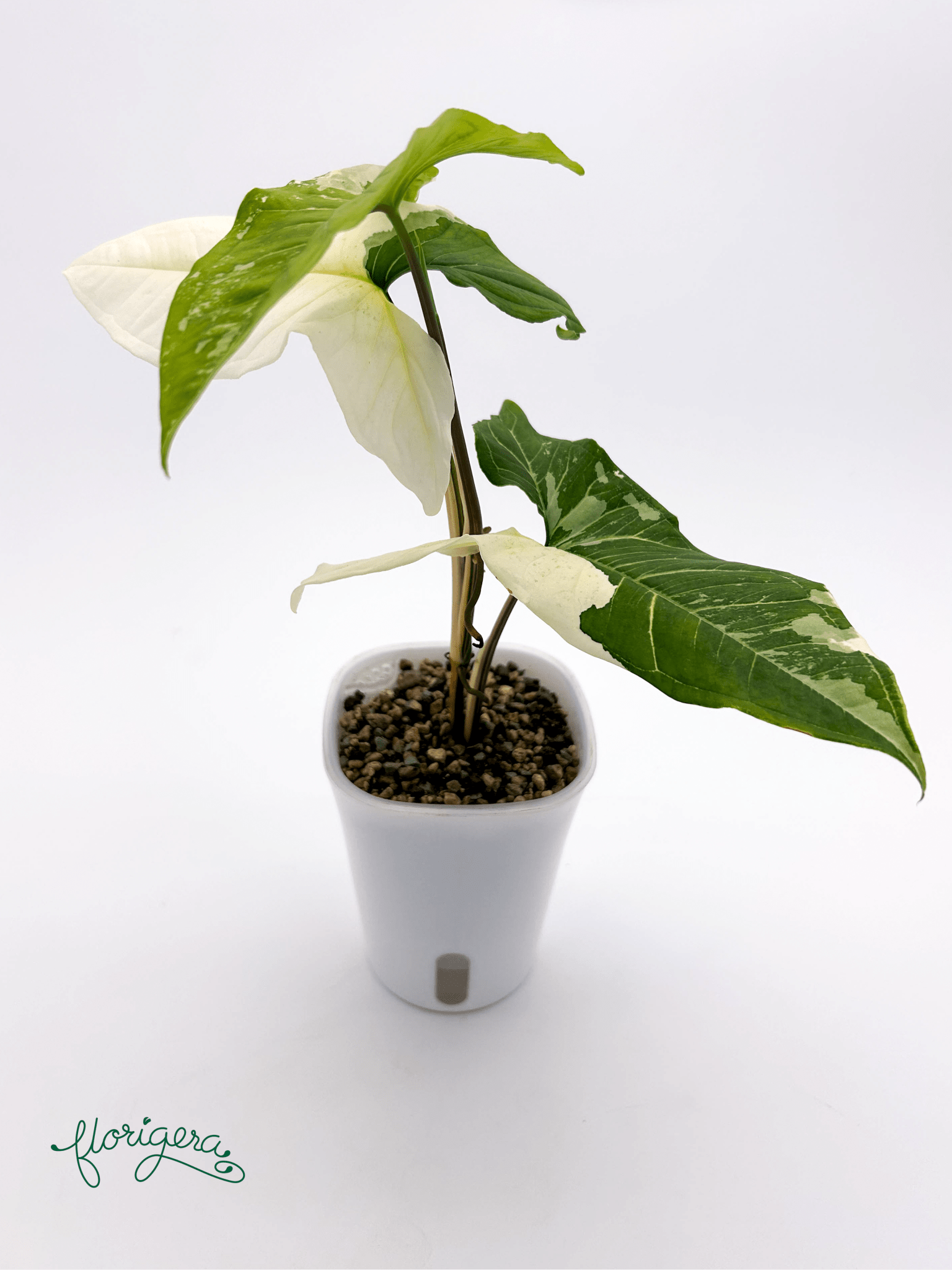 Syngonium podophyllum ‘Batik’ („Batik Variegated“) 2 - Florigera