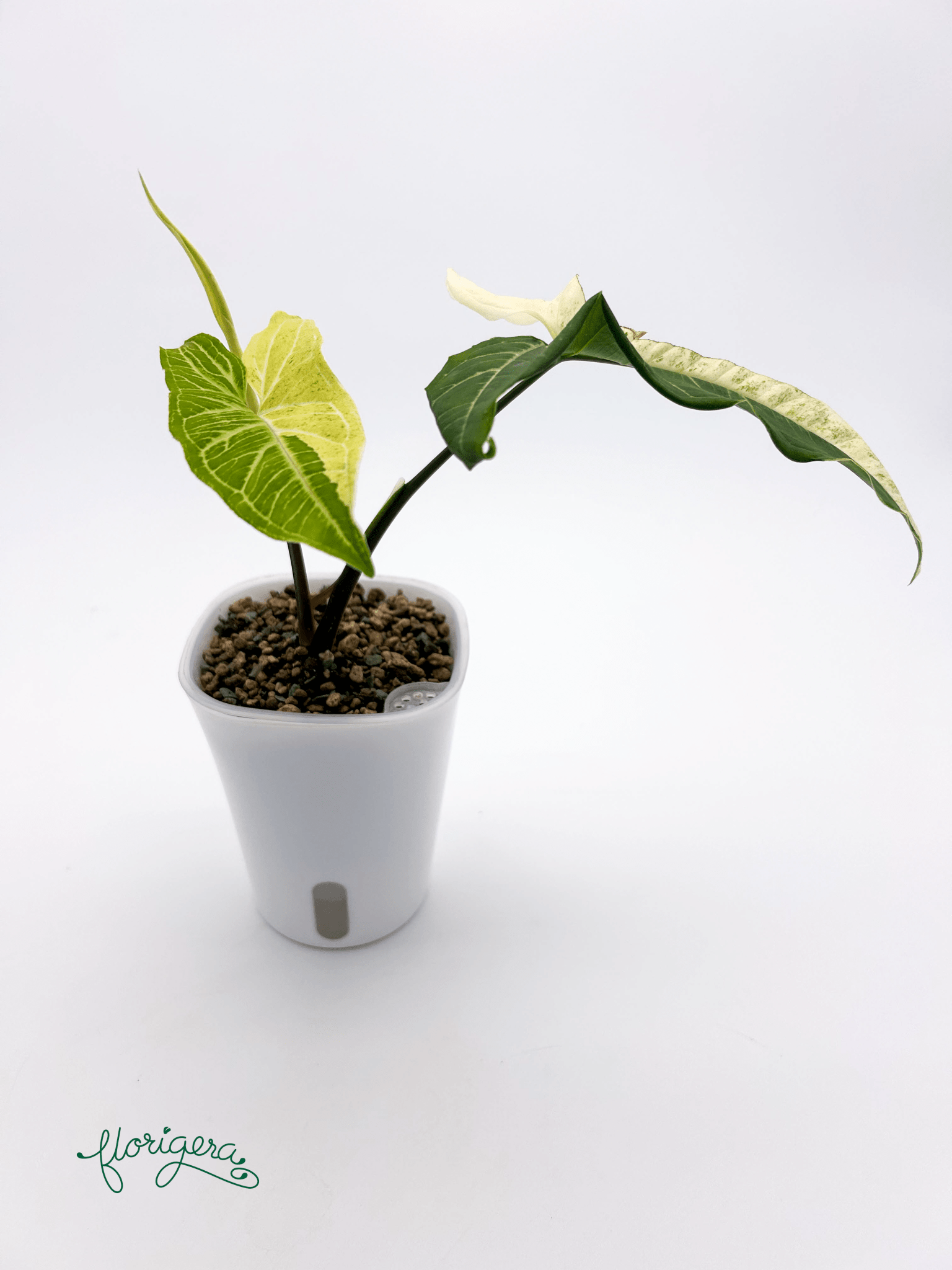 Syngonium podophyllum ‘Batik’ („Batik Variegated“) - Florigera